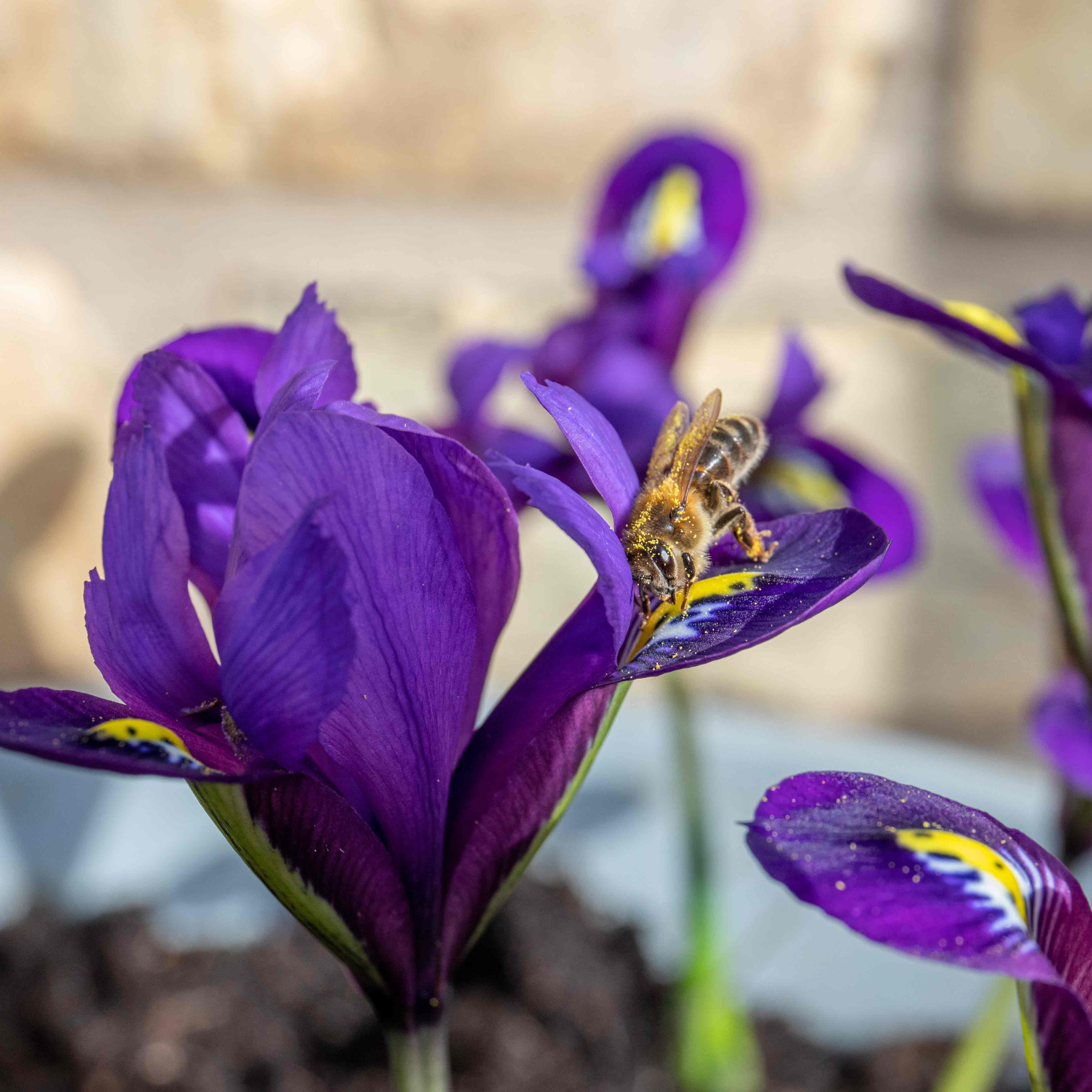 Marshalls Garden Iris Bulbs 'Harmony' - 12 Bulbs