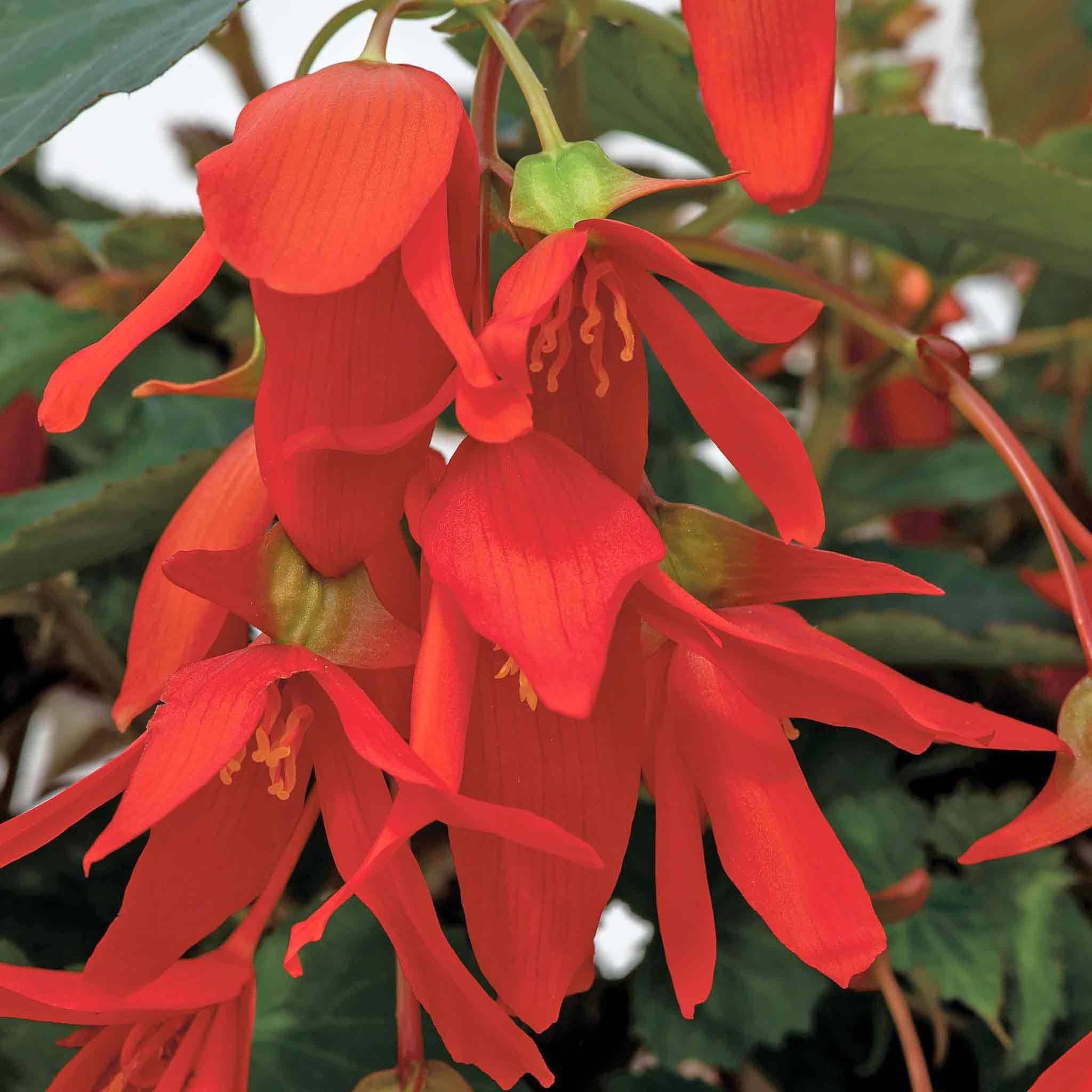 Marshalls Garden Begonia Seeds 'Groovy Orange' F1 - 8 Seeds