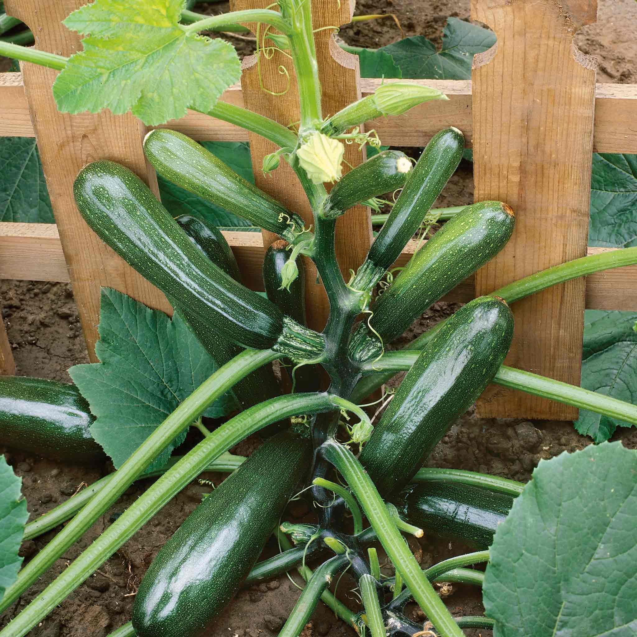 Marshalls Garden Courgette Seeds 'Black Forest' F1 - 6 Seeds