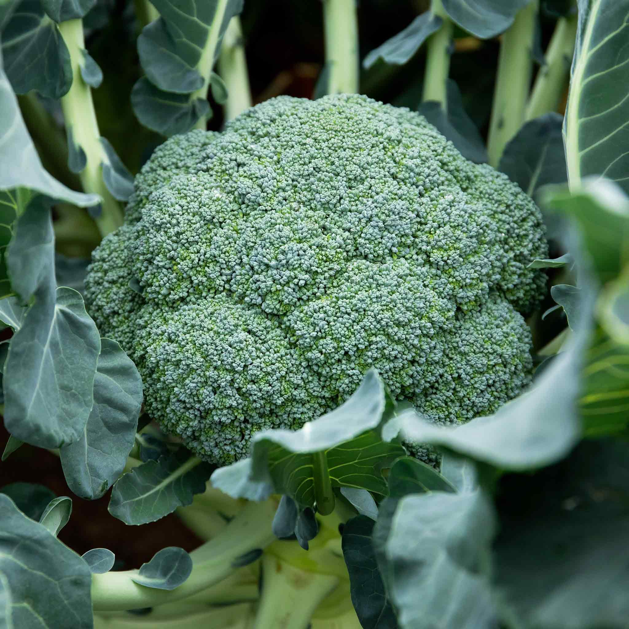 Marshalls Garden Calabrese Seeds Komodo F1 - 30 Seeds