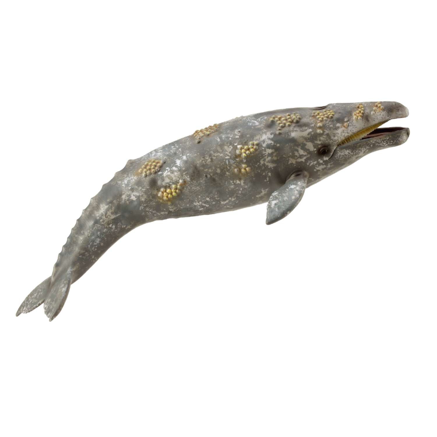 CollectA Gray Whale - 3 Years +