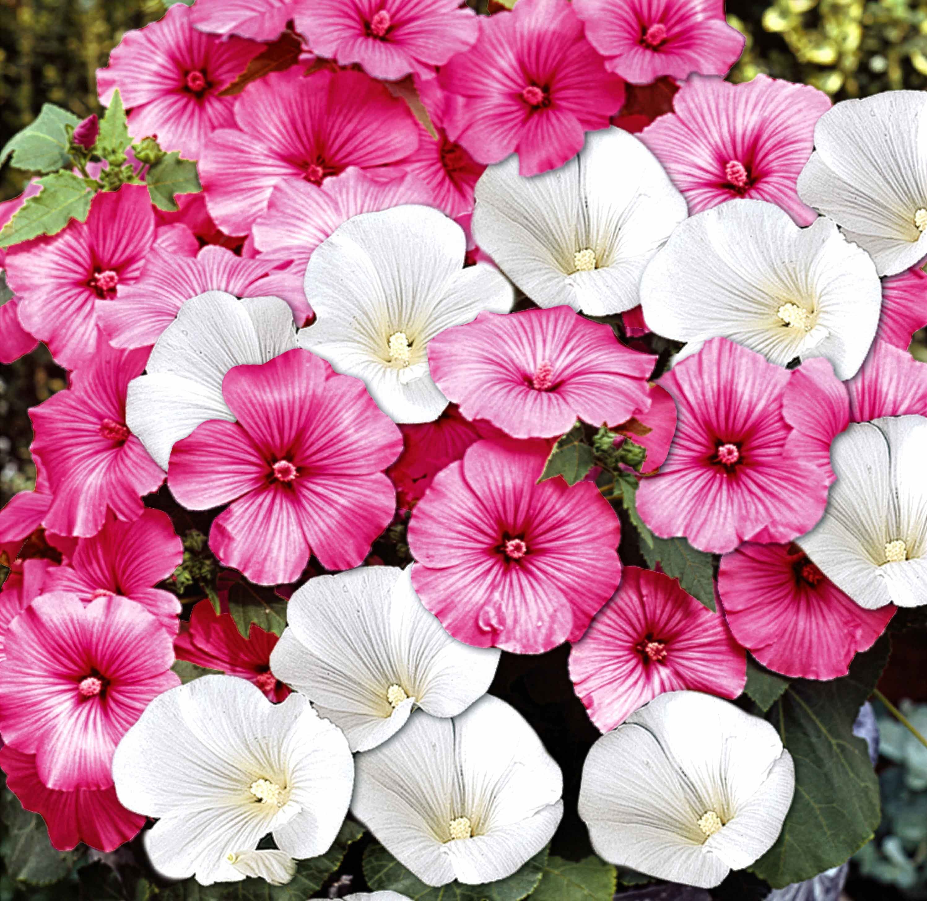 Unwins Lavatera Seeds 'Twins Mix' - 30 Seeds