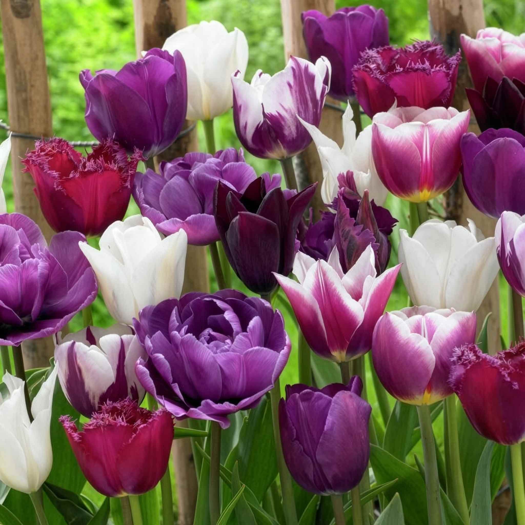 Marshalls Garden Tulip 'Picture Purple Mix' - 20 Bulbs