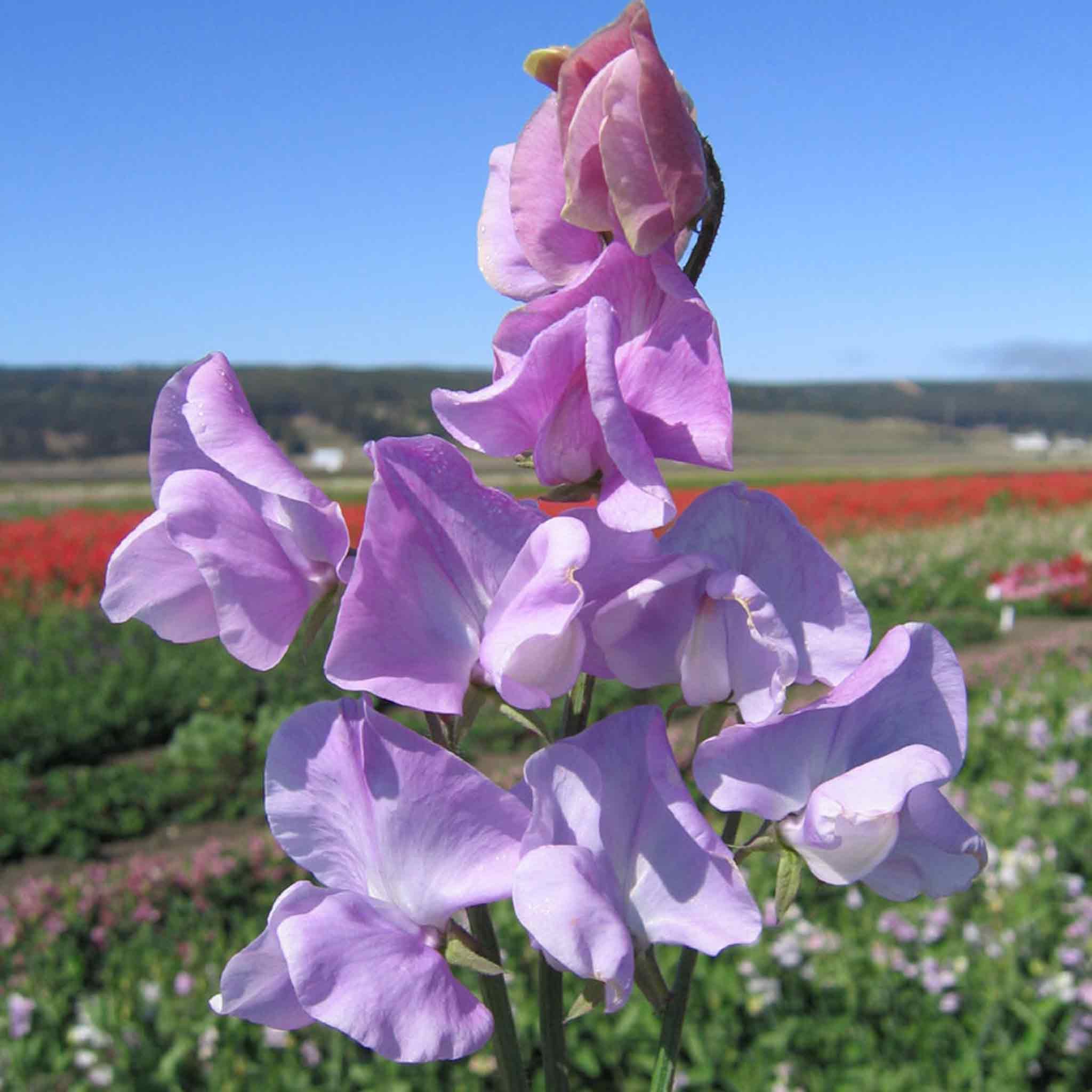 Unwins Sweet Pea Seeds 'Leamington' - 21 Seeds