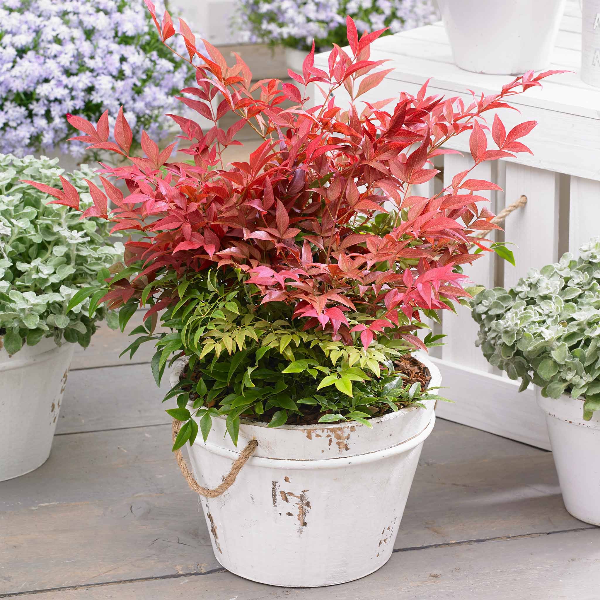 Marshalls Garden Nandina Domestica ‘Obsessed’ - 3 x 9cm Plants