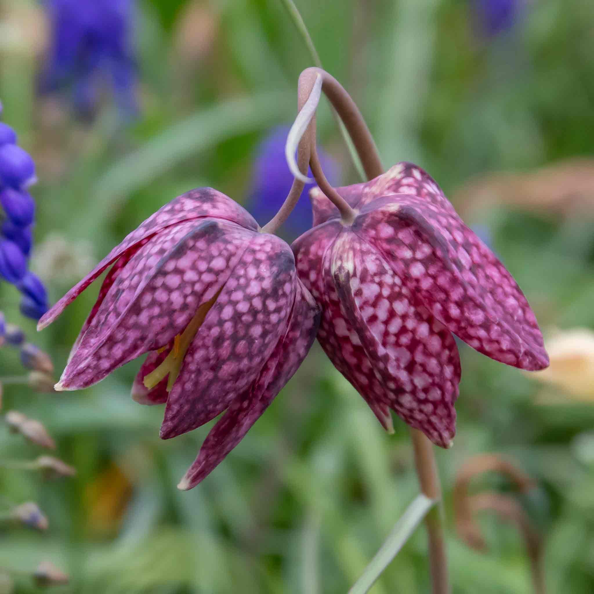 Marshalls Garden Snake's Head Fritillary - 20 Bulbs