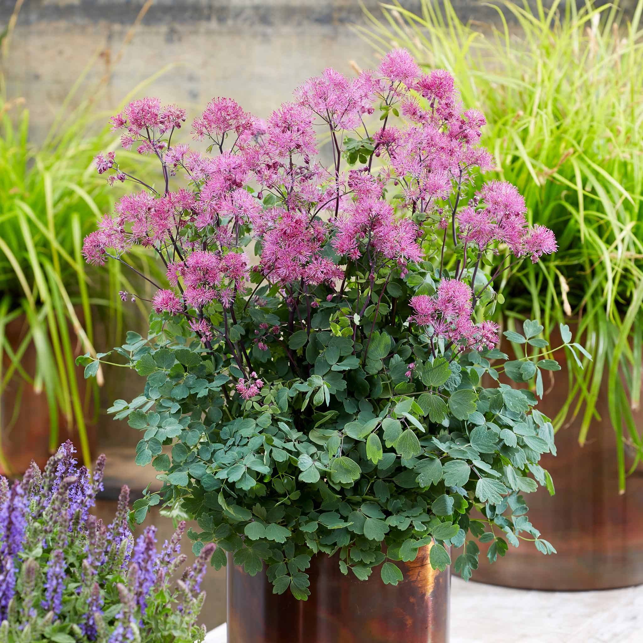 Marshalls Garden Thalictrum 'Little Pinkie' -  9cm Plant