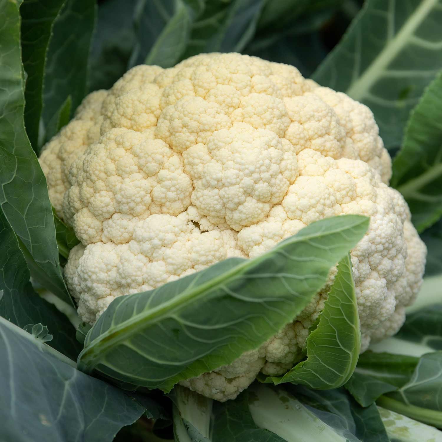 Marshalls Garden Cauliflower Seeds Tirza - Early Compact Heads - 40-Seeds