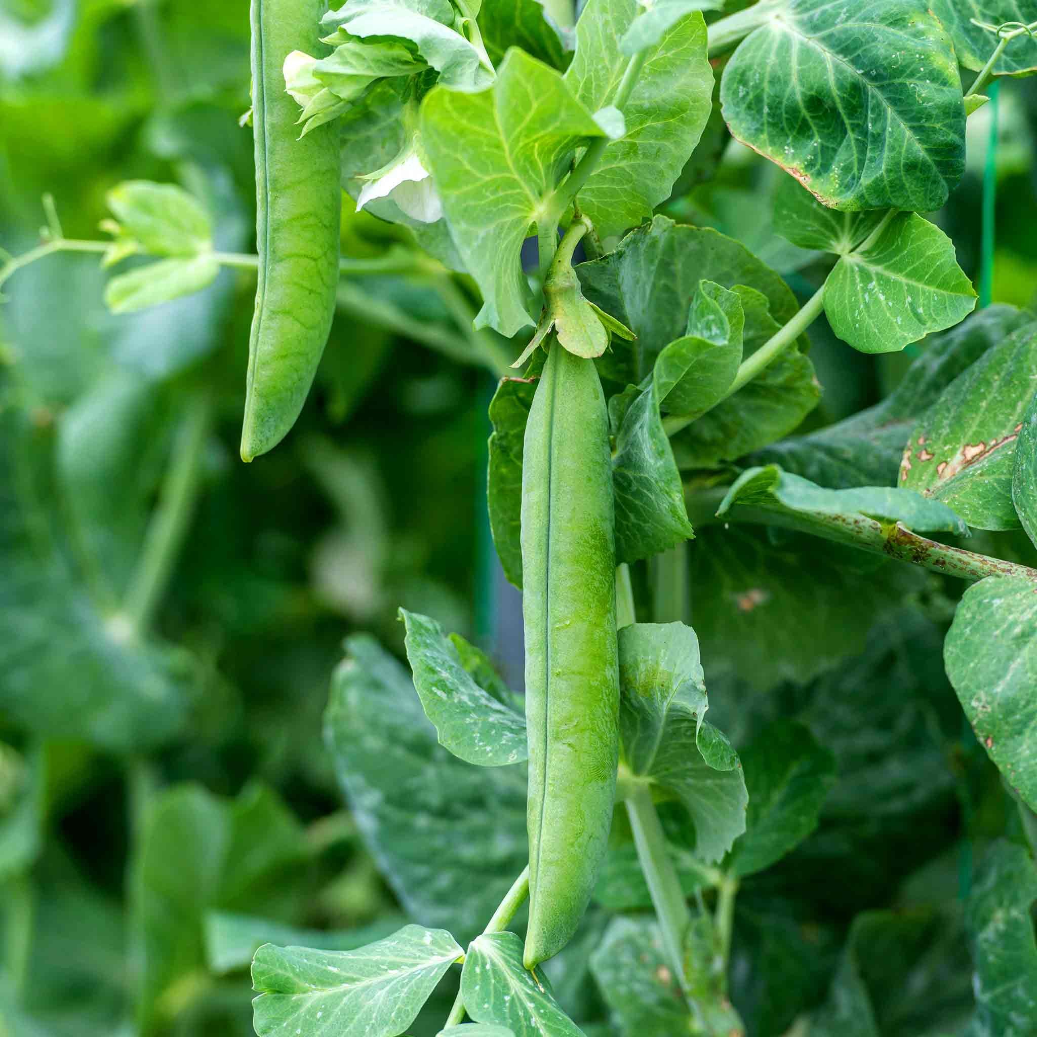 Marshalls Garden Pea Seeds 'Utrillo' Rhs Agm - 150 Seeds