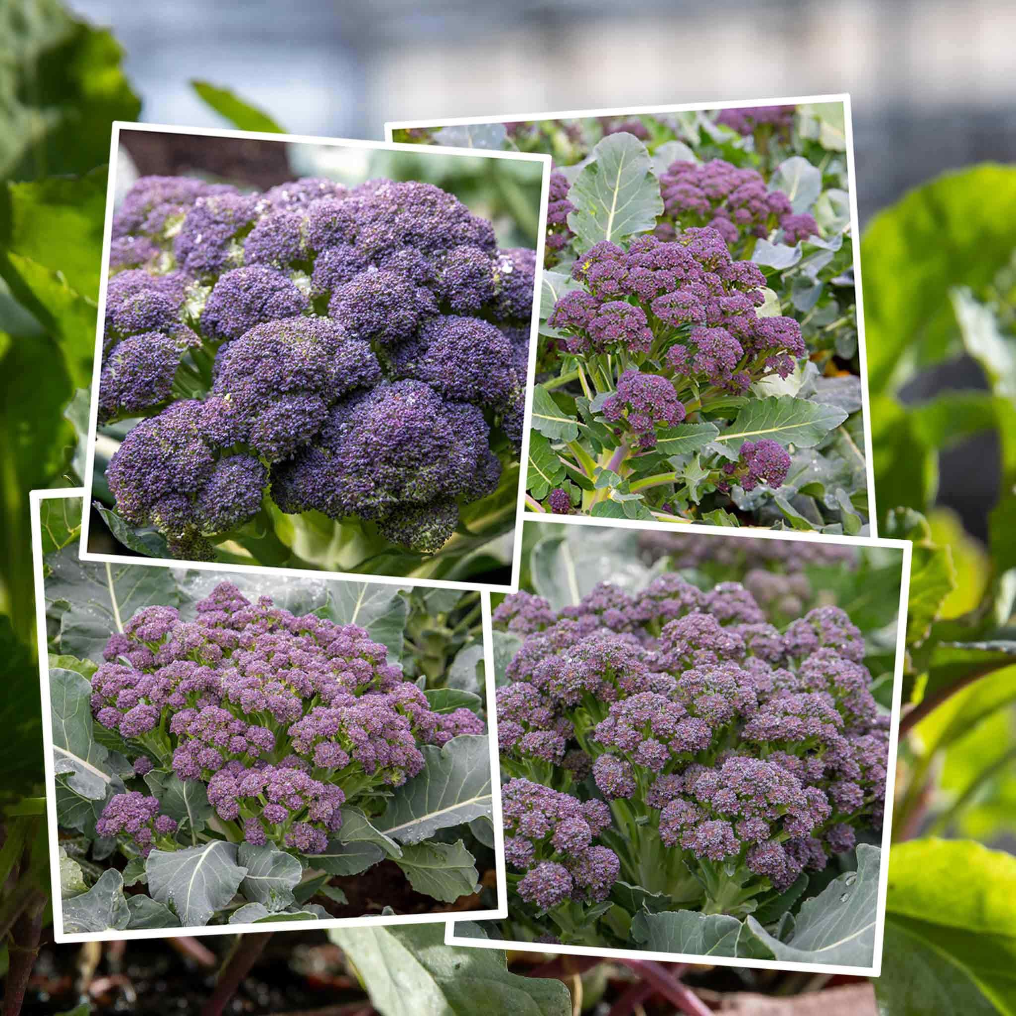 Marshalls Garden Broccoli Seeds 'All Season' Collection - 4 Packets