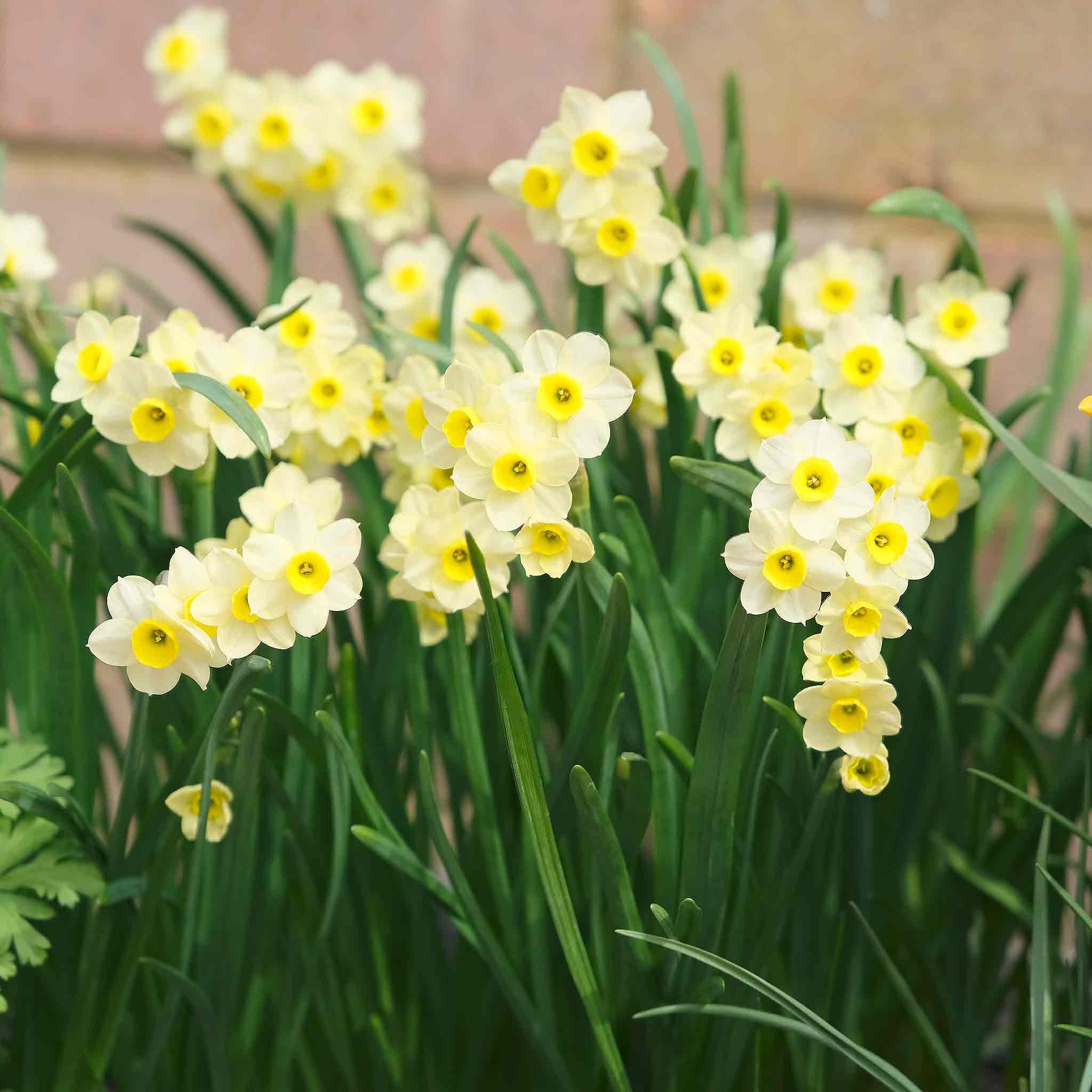 Marshalls Garden Daffodil 'Minnow' - 12 Bulbs