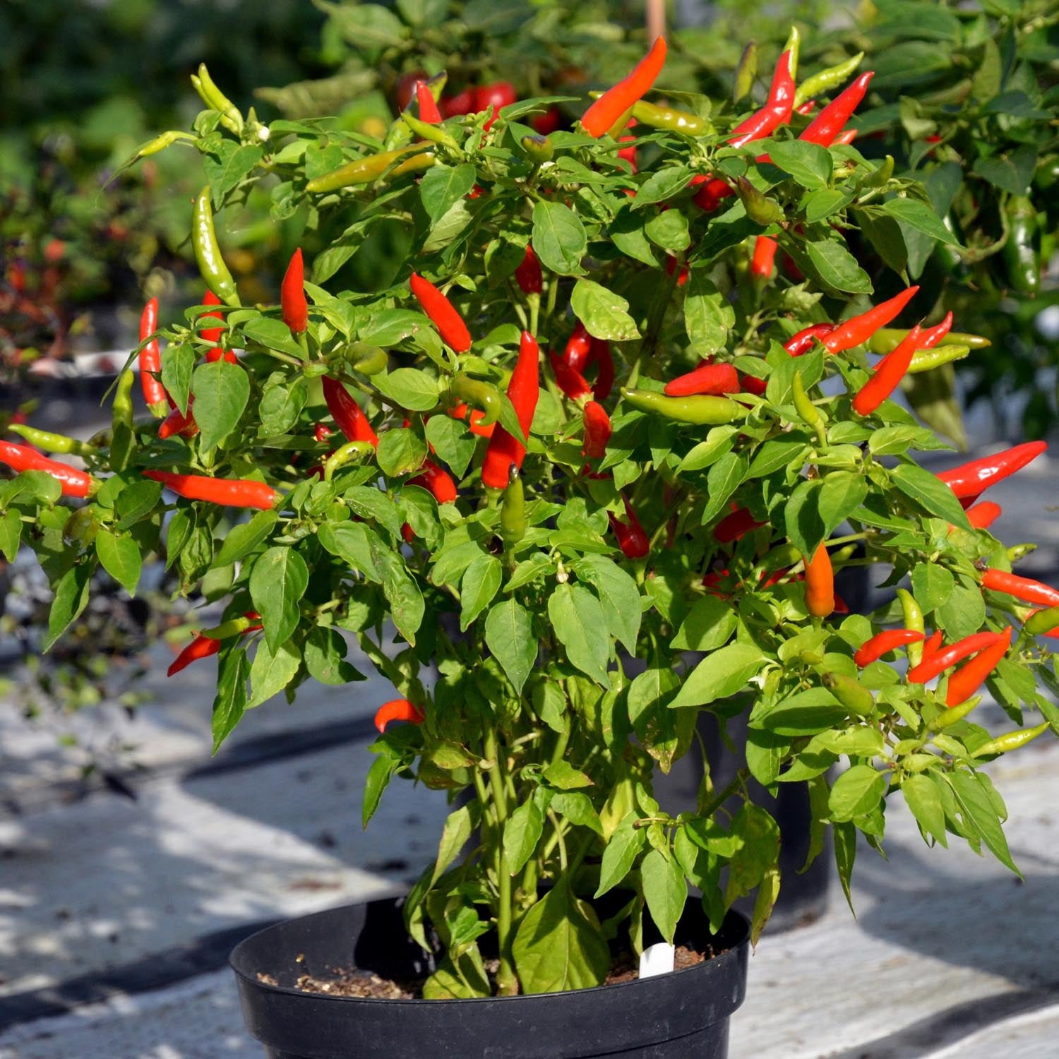 Marshalls Garden Lancer F1 Chilli Pepper Seeds - 6 Seeds