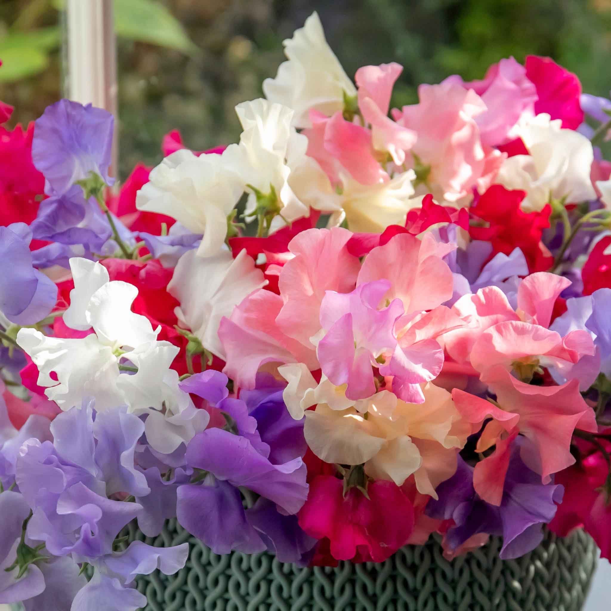Unwins Sweet Pea Seeds 'Unwins Signature Blend' - 30 Seeds