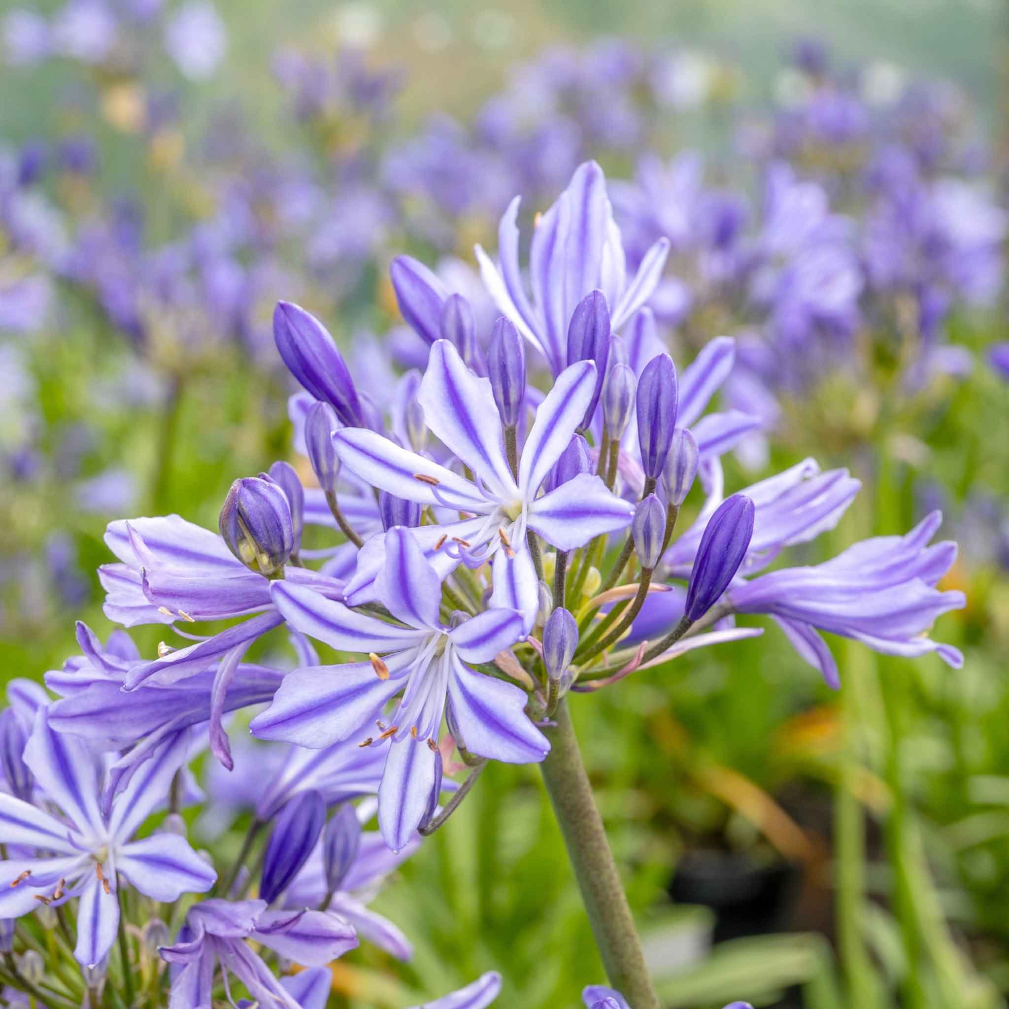 Marshalls Garden Agapanthus 'Charlotte' 2 Litre Plant