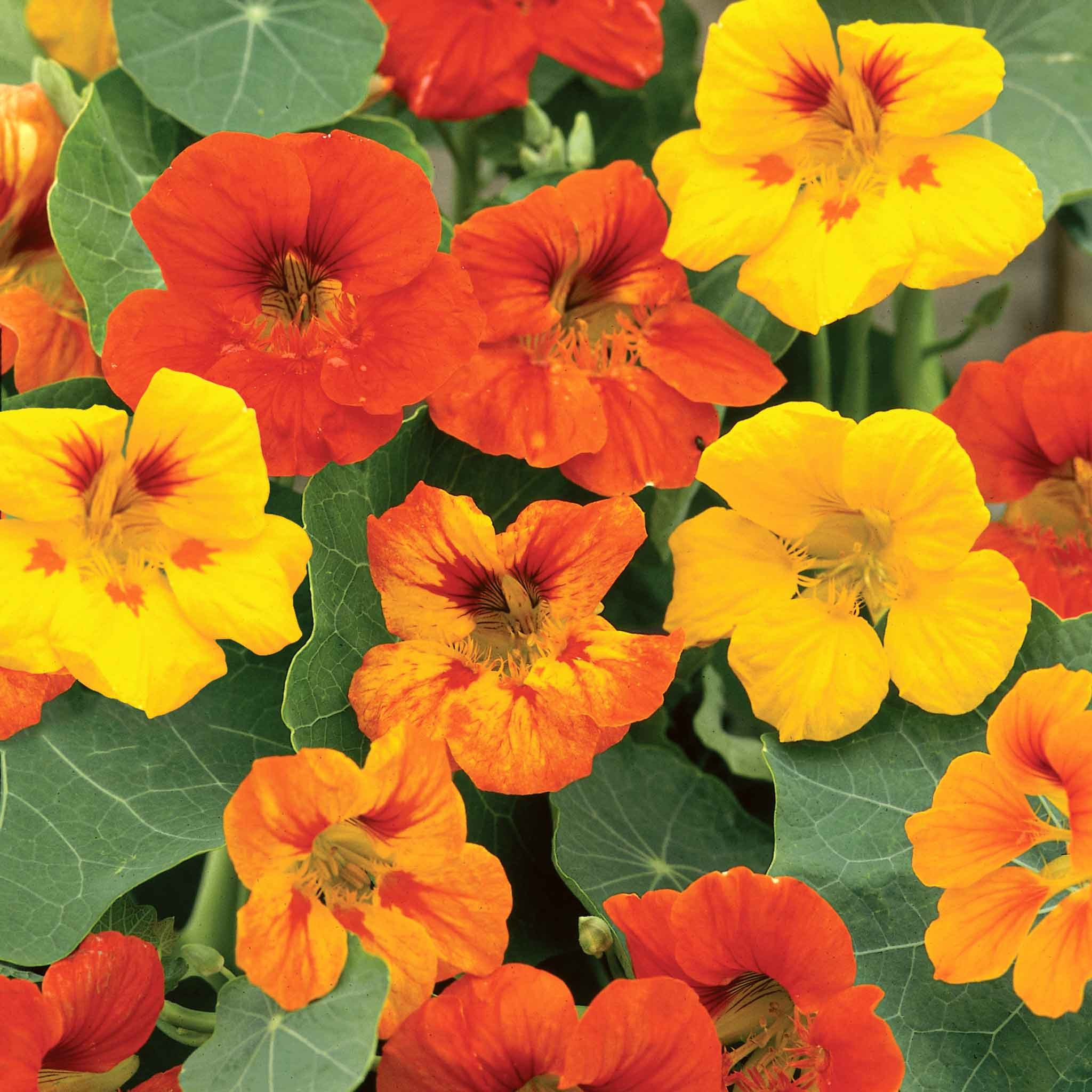 Unwins Nasturtium Seeds 'Tall Mixed' - 35 Seeds