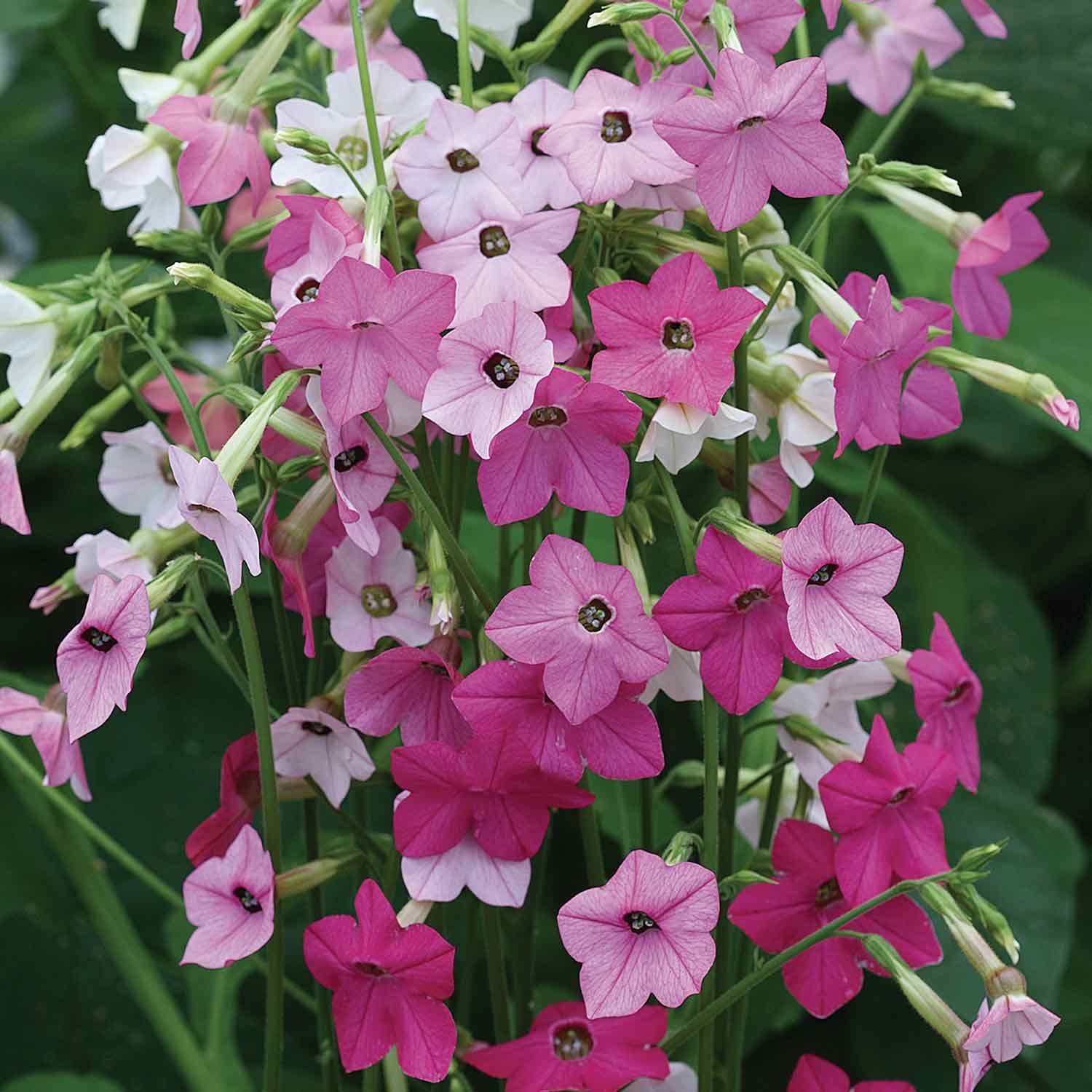 Unwins Nicotiana Seeds 'Whisper Mix' - 50 Seeds