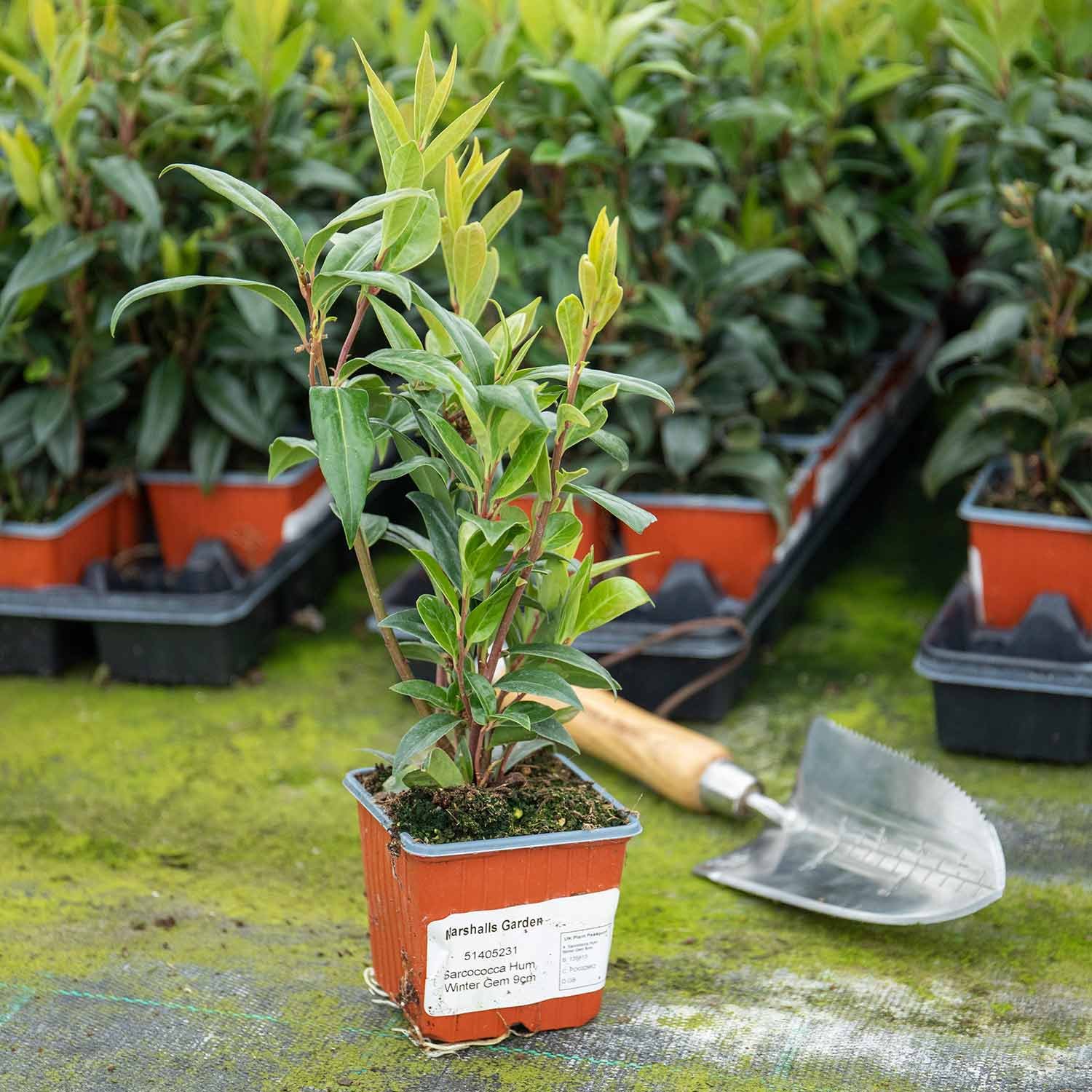 Marshalls Garden Sarcococca Hookeriana 'Winter Gem' - 9cm Plant