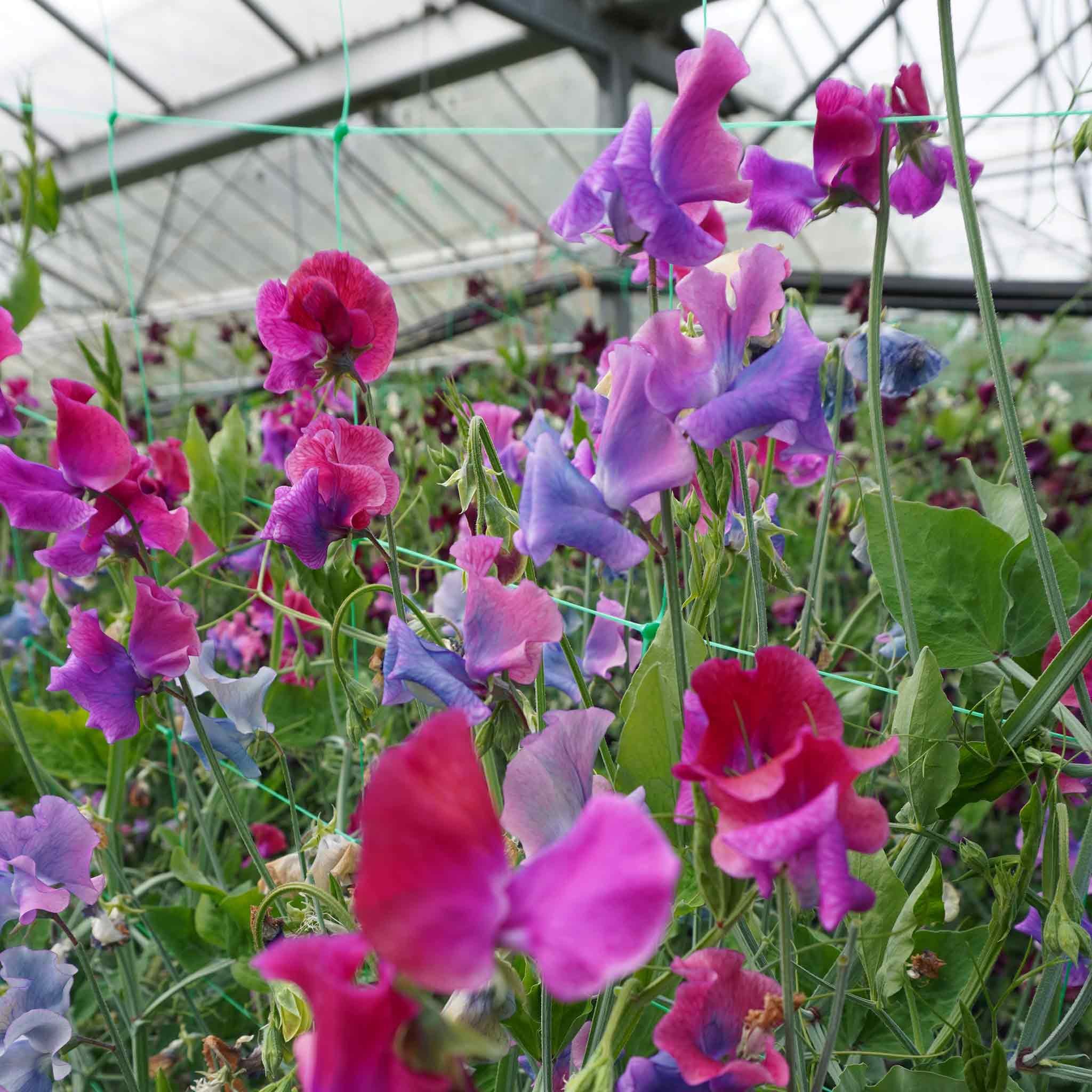 Unwins Sweet Pea Seeds 'Blue Shift' - 21 Seeds