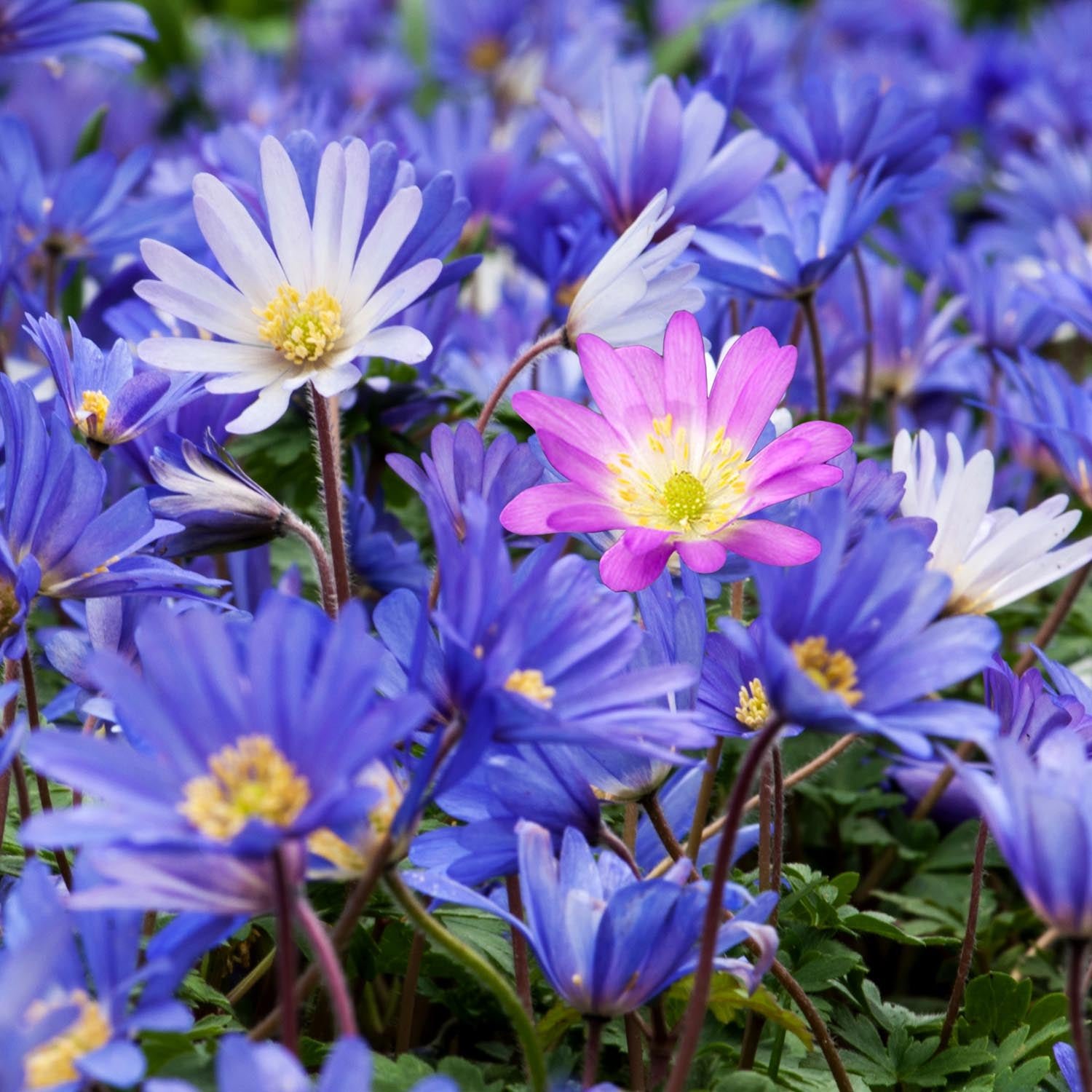Marshalls Garden Anemone 'Blanda Mixed' - 50 Corms