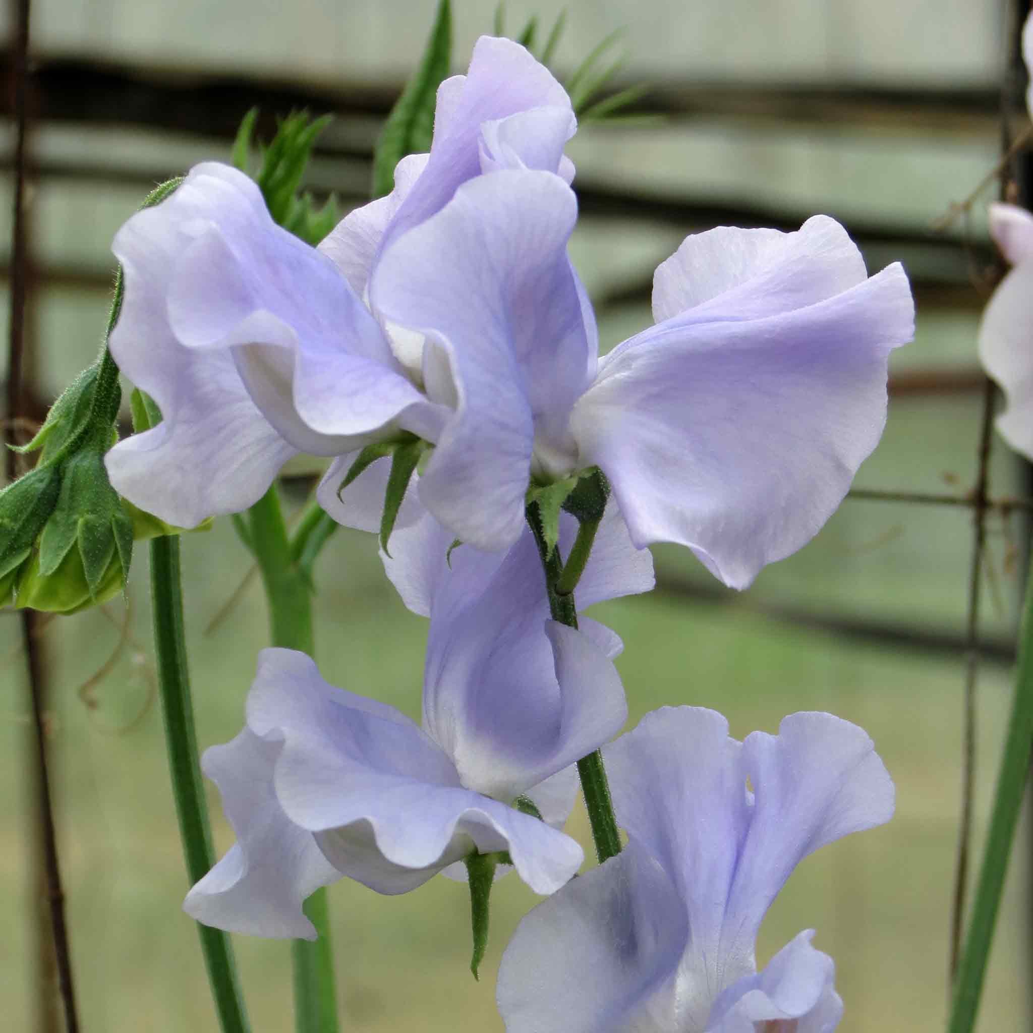 Unwins Sweet Pea Seeds 'Ballerina Blue' - 21 Seeds