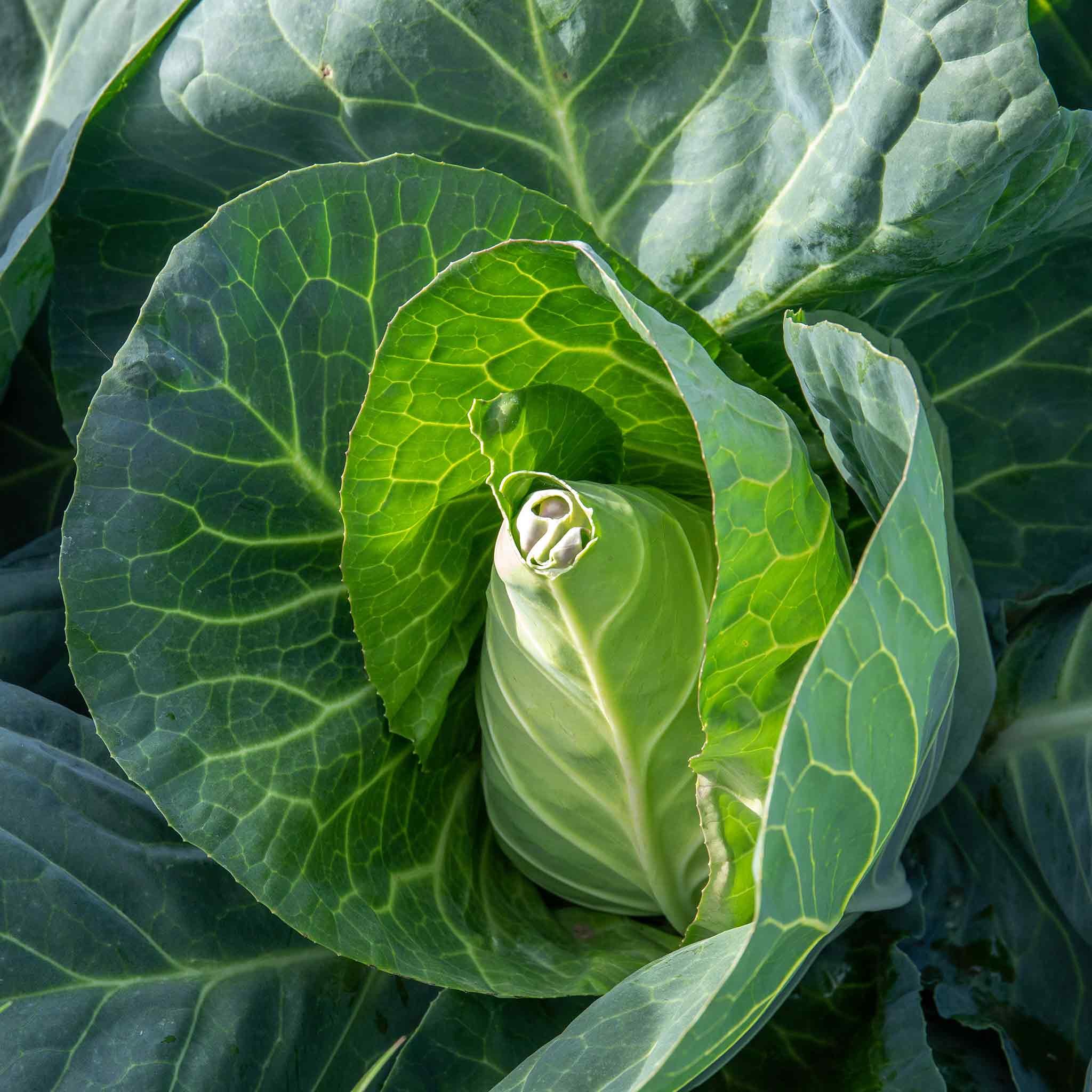 Marshalls Garden Winningstadt Cabbage Seeds - 250 Seeds