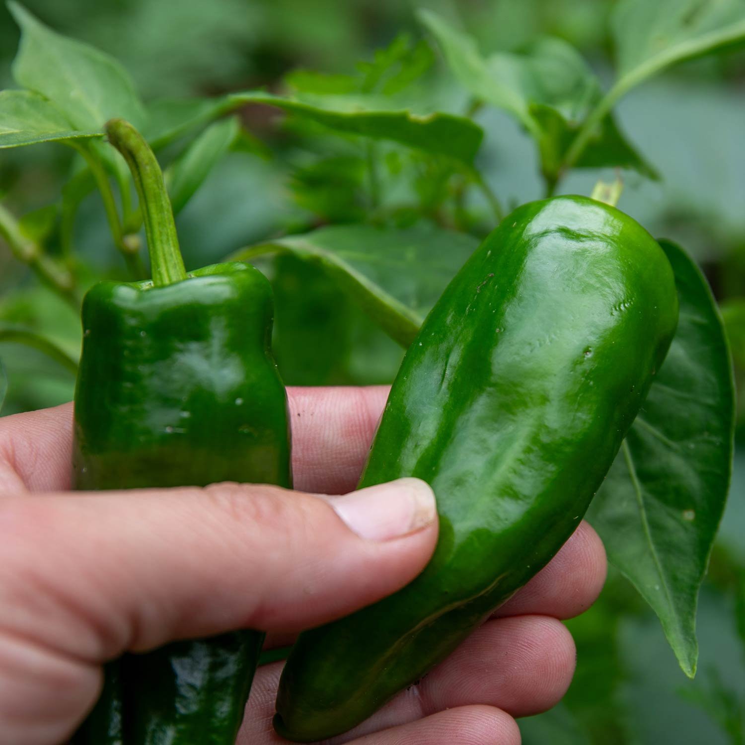 Marshalls Garden Padron Chilli Pepper Seeds - Spanish Tapas Variety - 10 Seeds