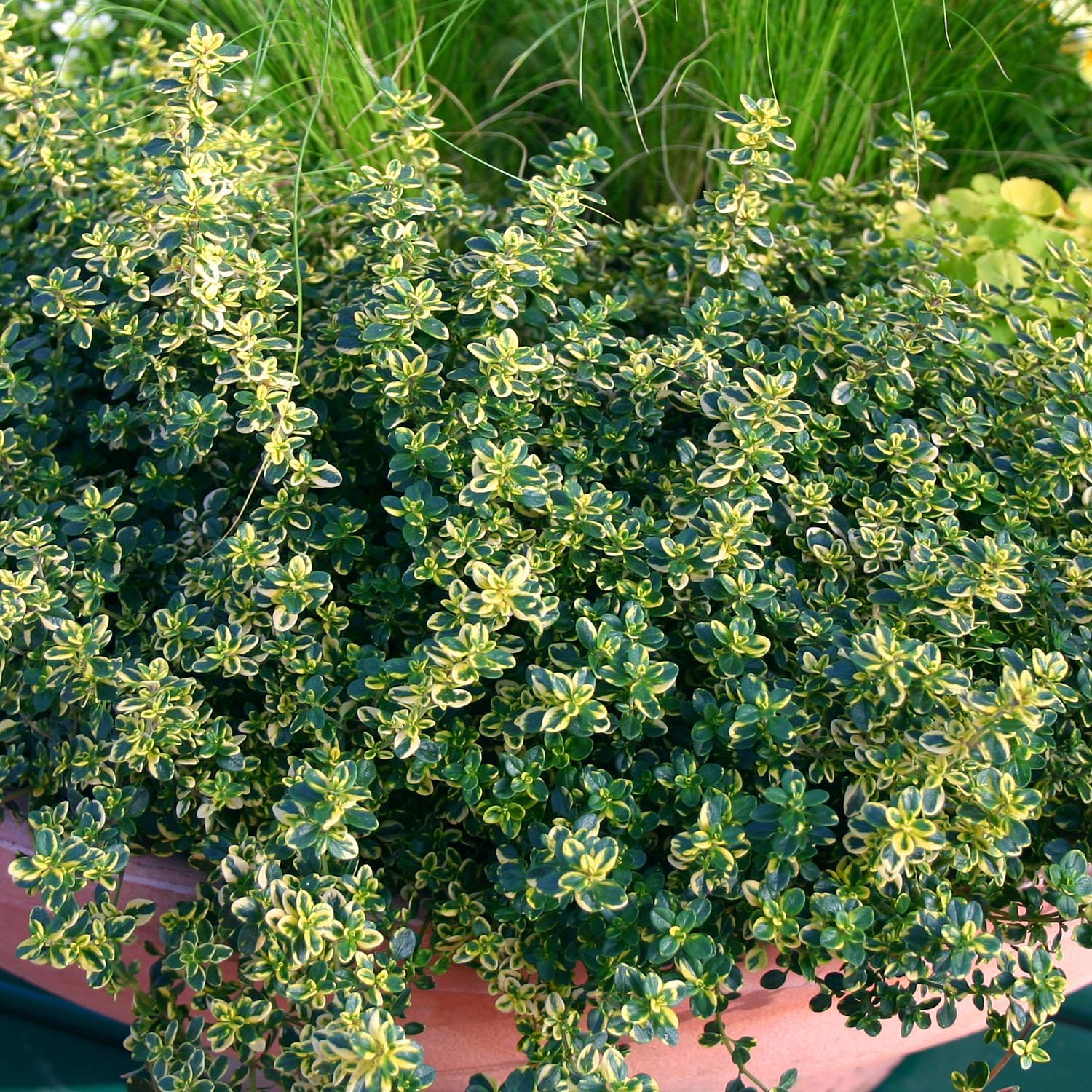 Marshalls Garden Thyme 'Lemon Variegated ' - 1 Litre Plant