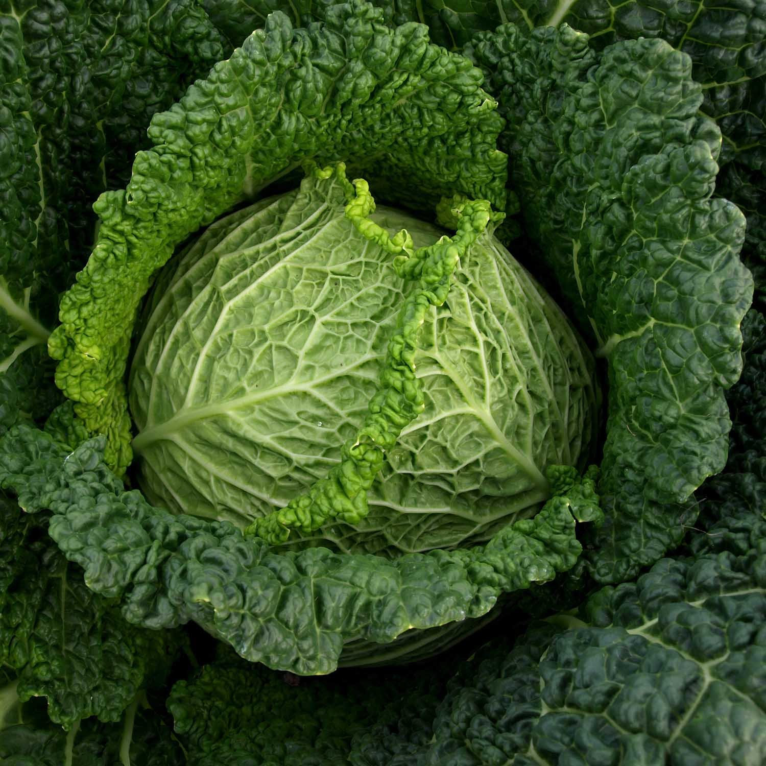 Marshalls Garden Cabbage Seeds 'Manon' F1 - 45 Seeds