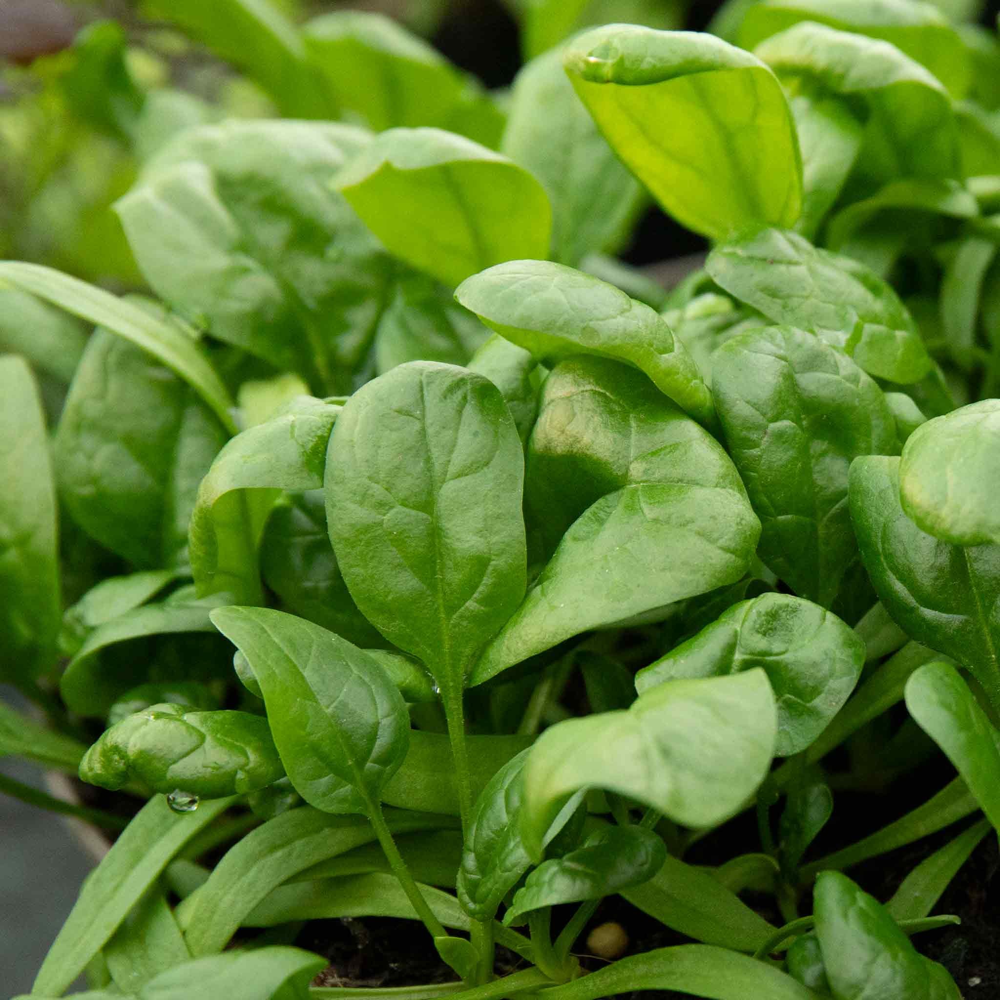 Marshalls Garden Spinach Seeds 'America' - 500 Seeds