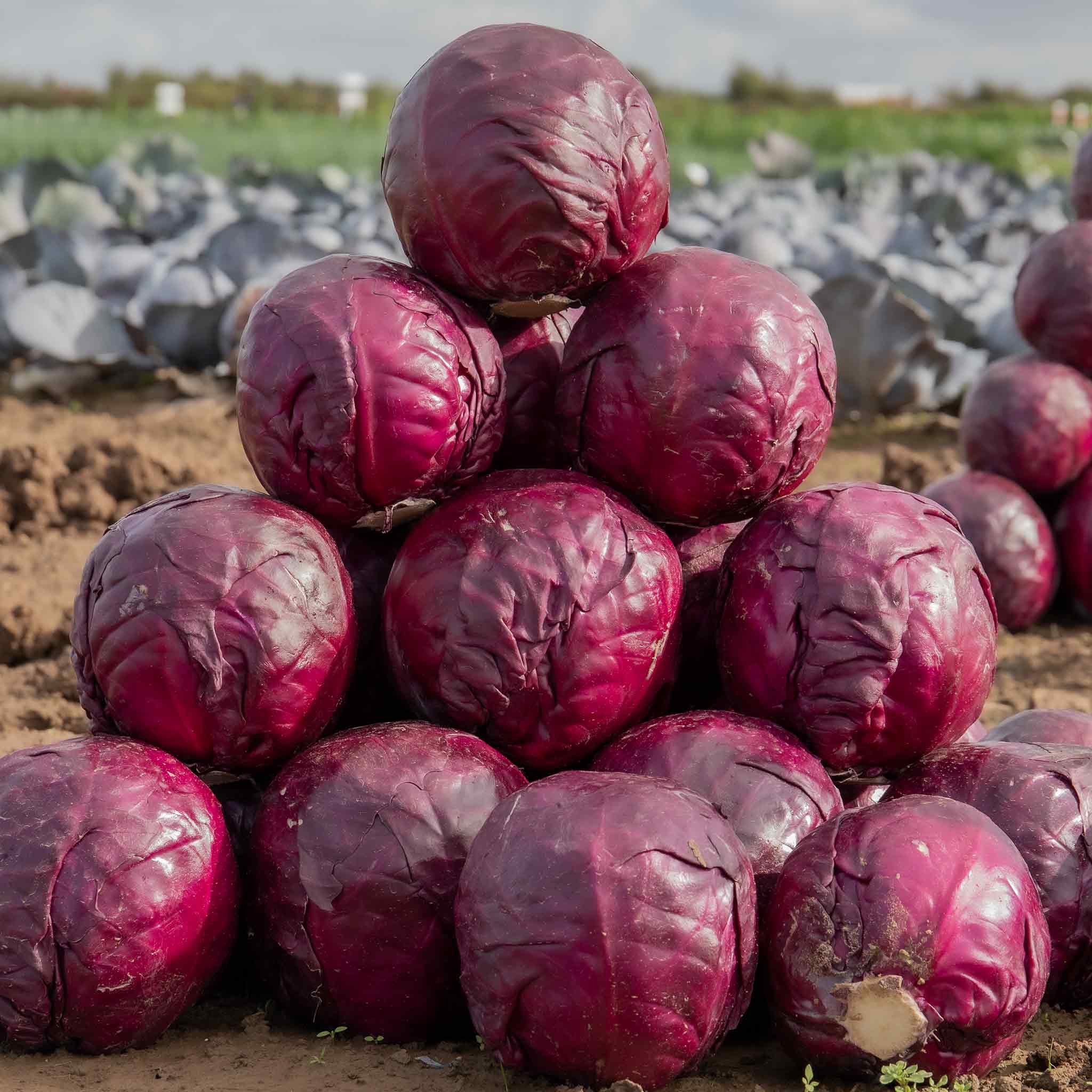 Marshalls Garden Cabbage Seeds 'Red Rookie' F1 -  Approx. 70 Seeds