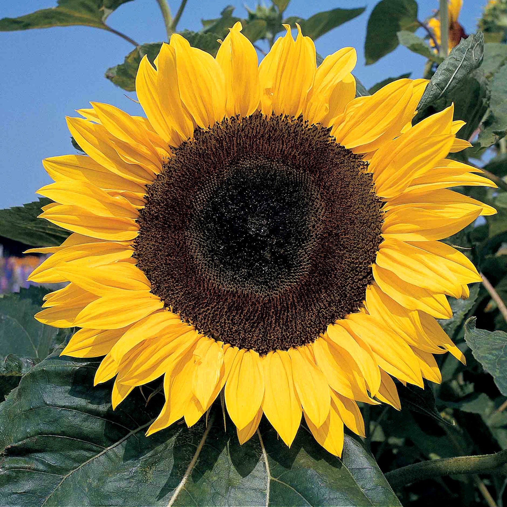 Unwins Sunflower Seeds 'Giant Single' - 45 Seeds