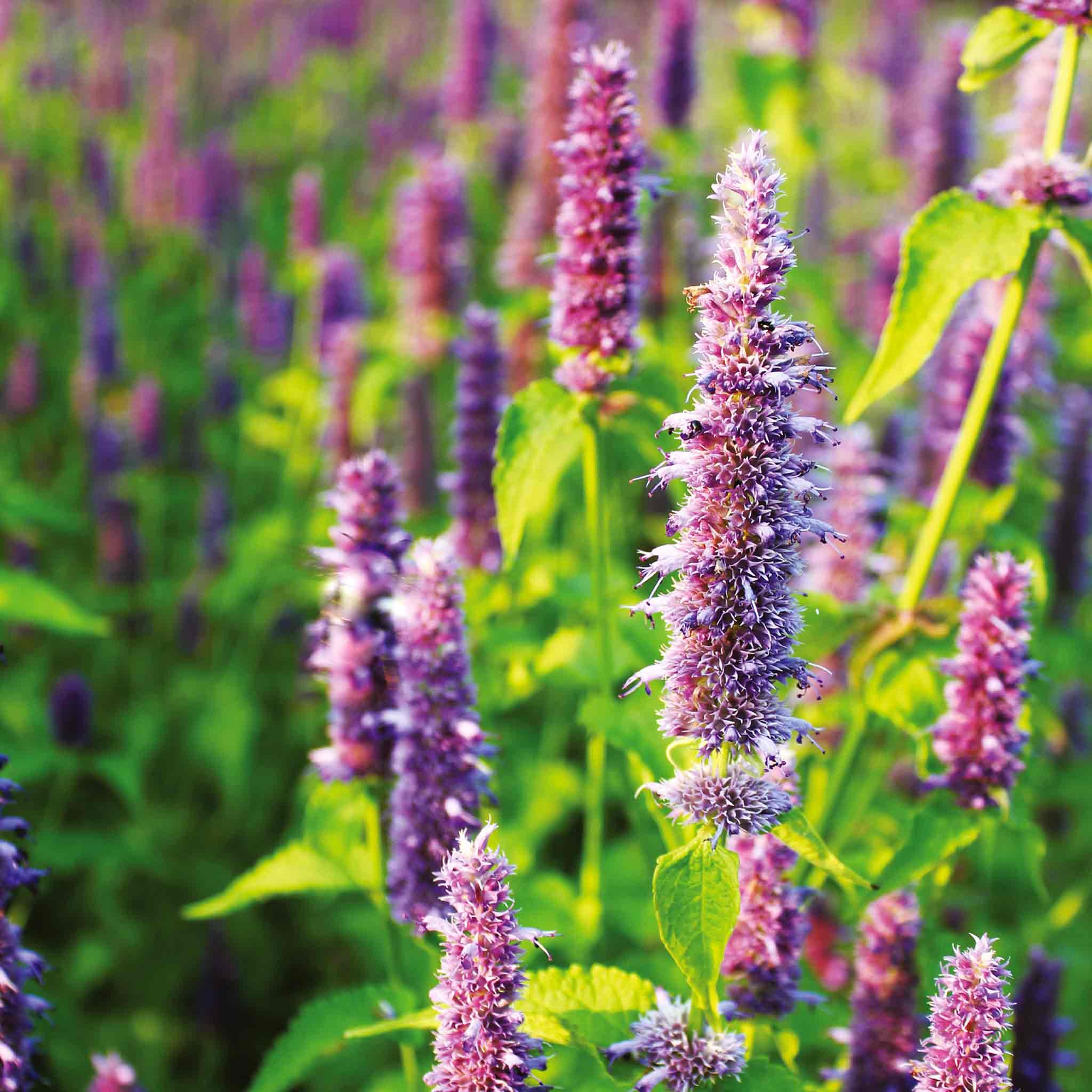 Unwins Agastache Seeds 'Lavender Blue' - 50 Seeds