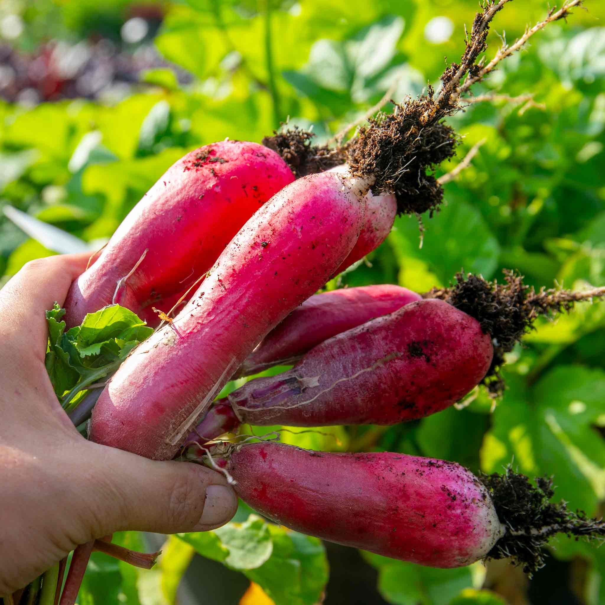 Marshalls Garden Radish Seeds 'French Breakfast' - 1000 Seeds