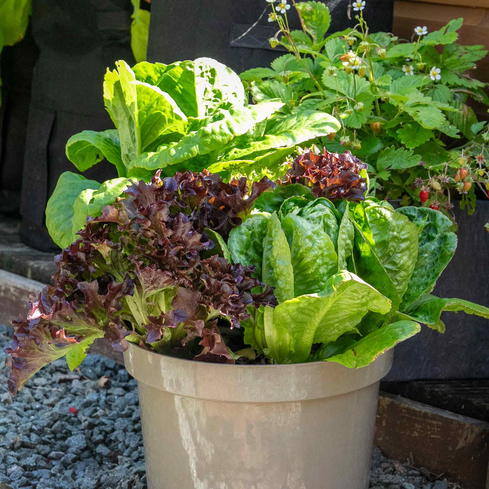 Unwins Lettuce Seeds 'All Sorts Mix' - 1000 Seeds