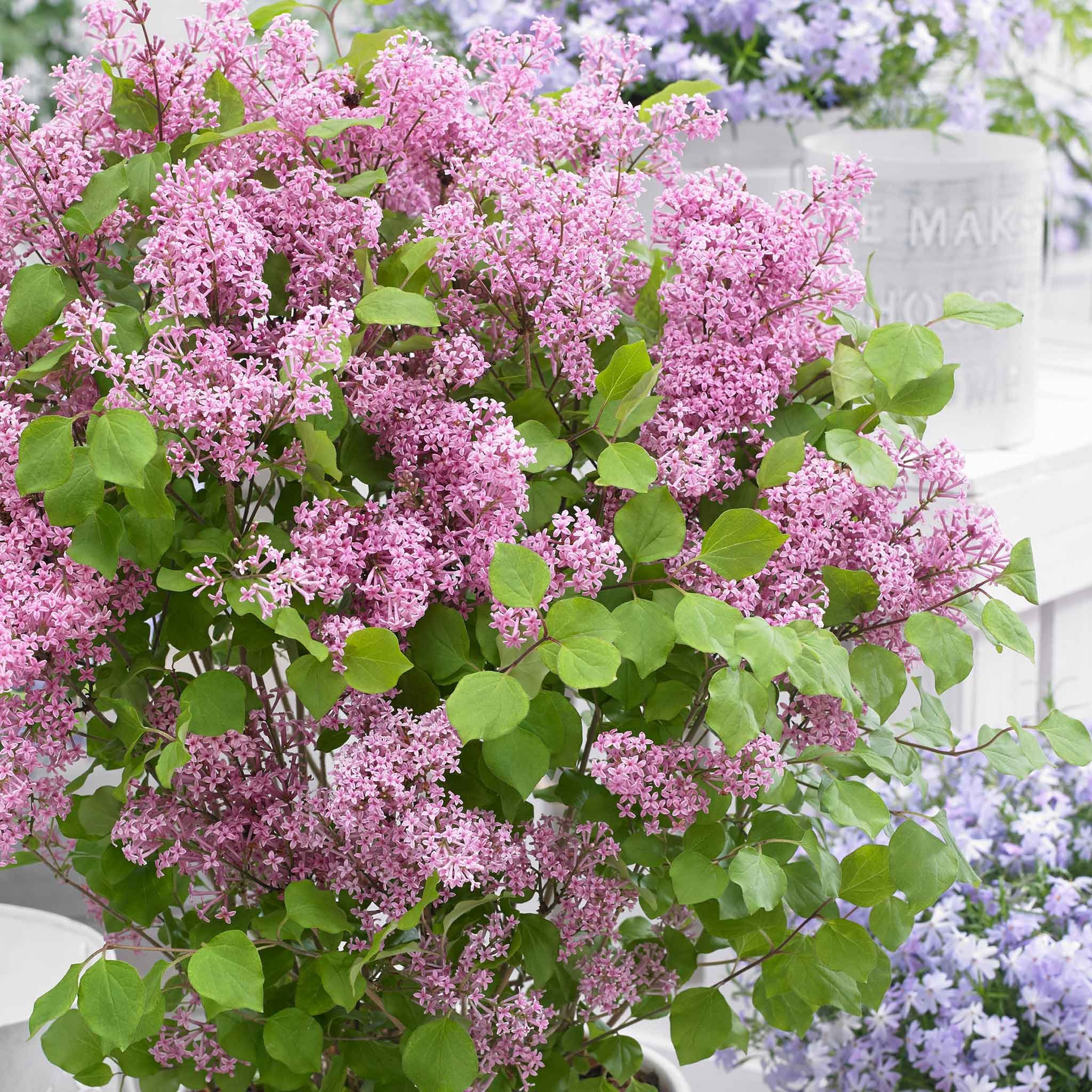 Marshalls Garden Syringa Flowerfesta Pink Dwarf Lilac - 9cm Plant