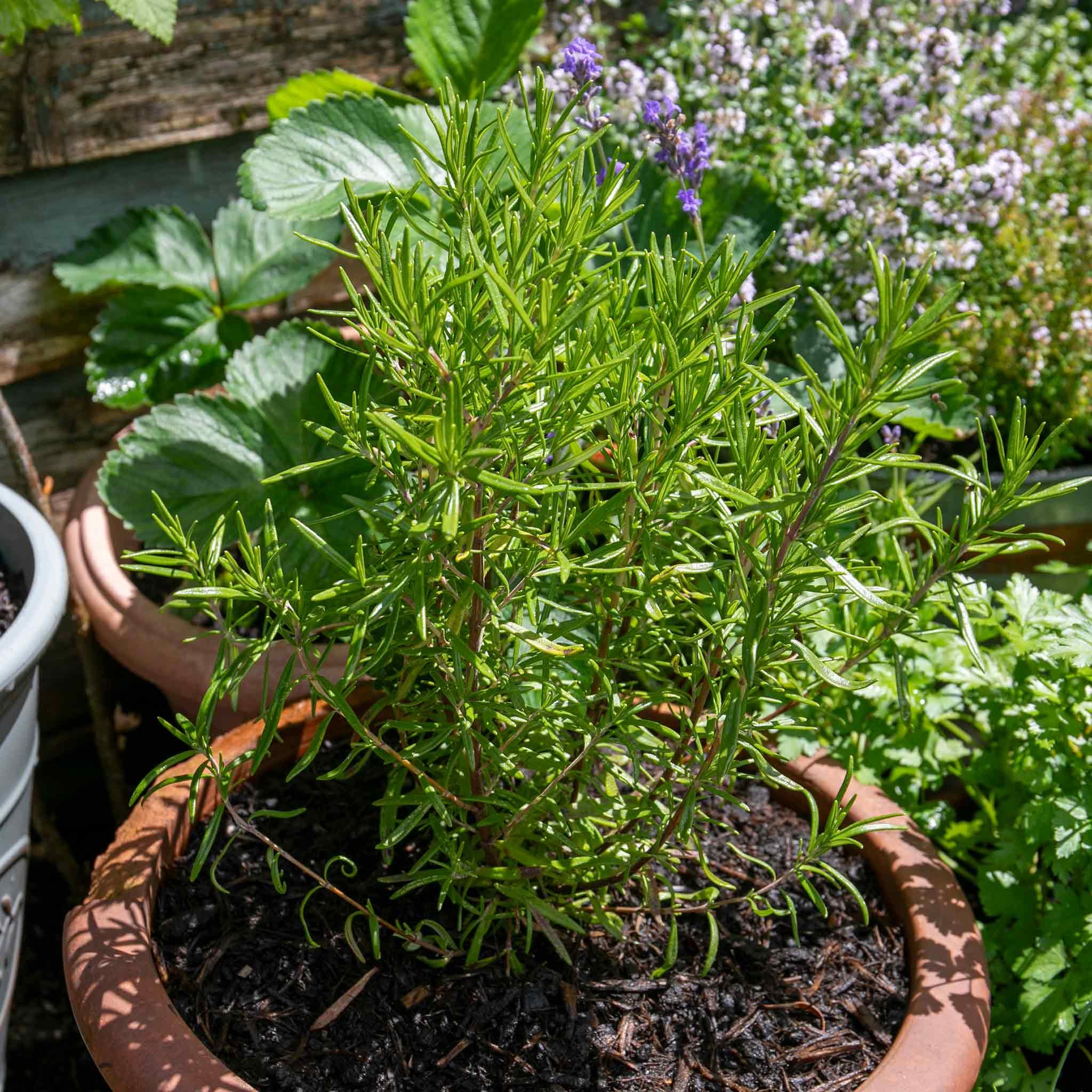 Marshalls Garden Rosemary 'Officinalis Upright' - 3 x 9cm Plants