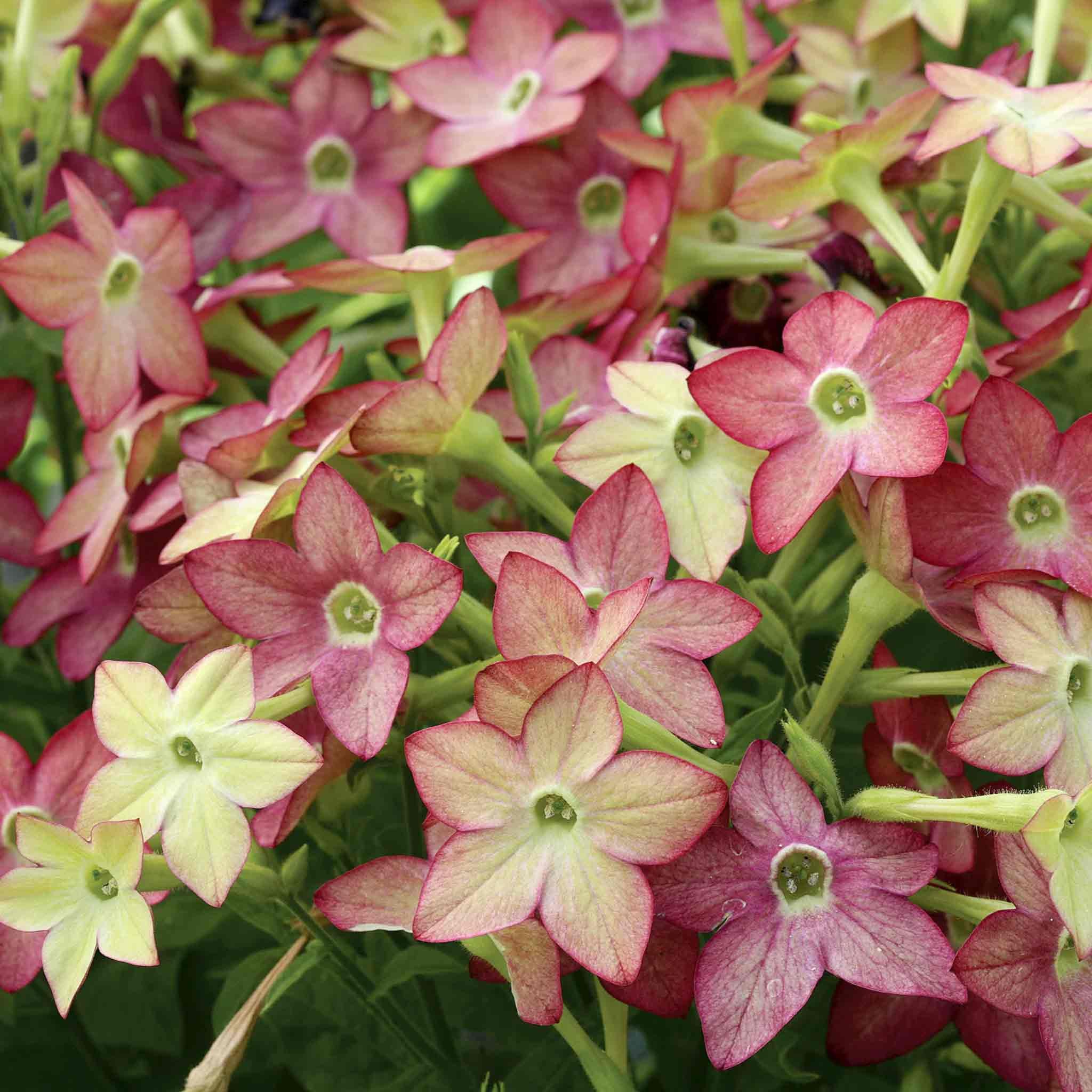 Marshalls Garden Nicotiana Seeds 'Cuba Lime Purple Bicolour' - 50 Seeds