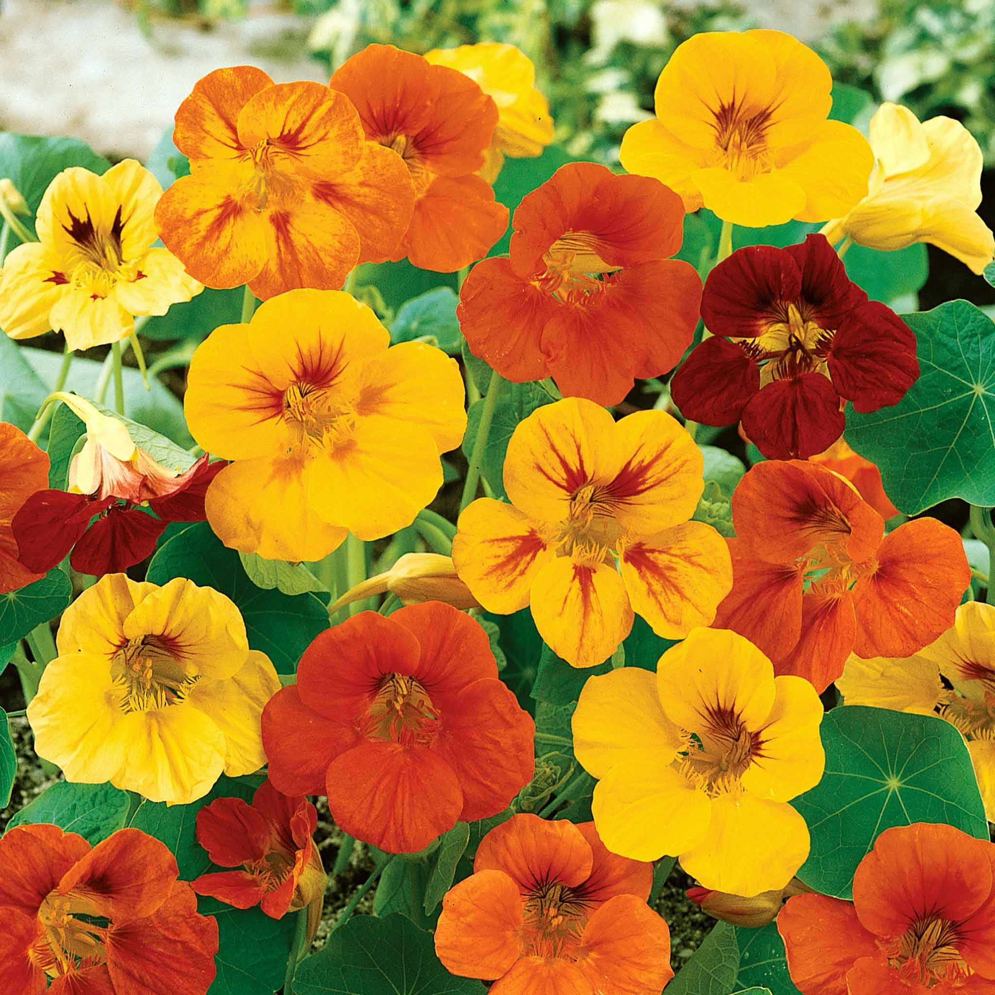 Unwins Nasturtium Seeds 'Maharajah Mix' - 35 Seeds