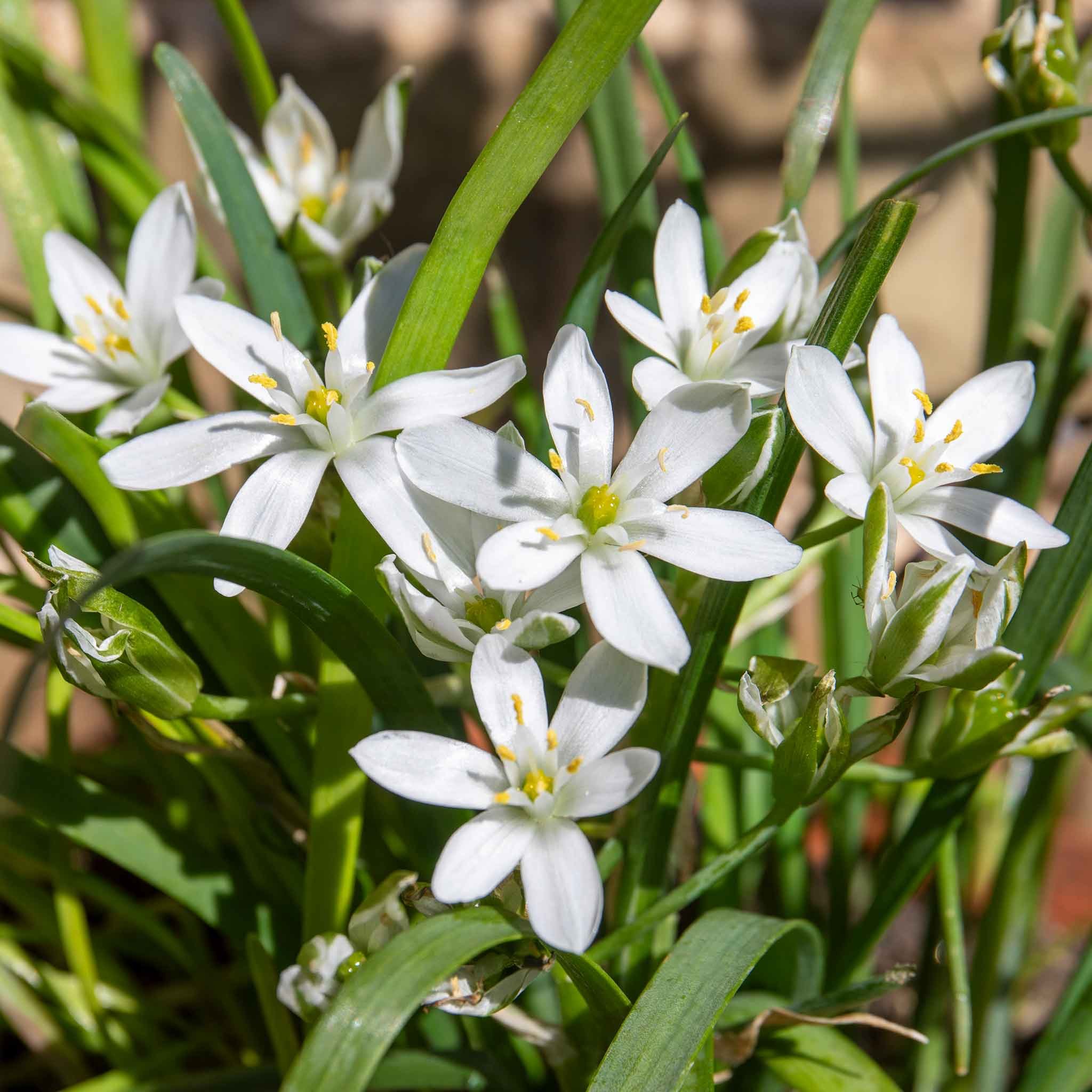 Marshalls Garden Chive ‘Garlic’ - 3 x 9cm Plants