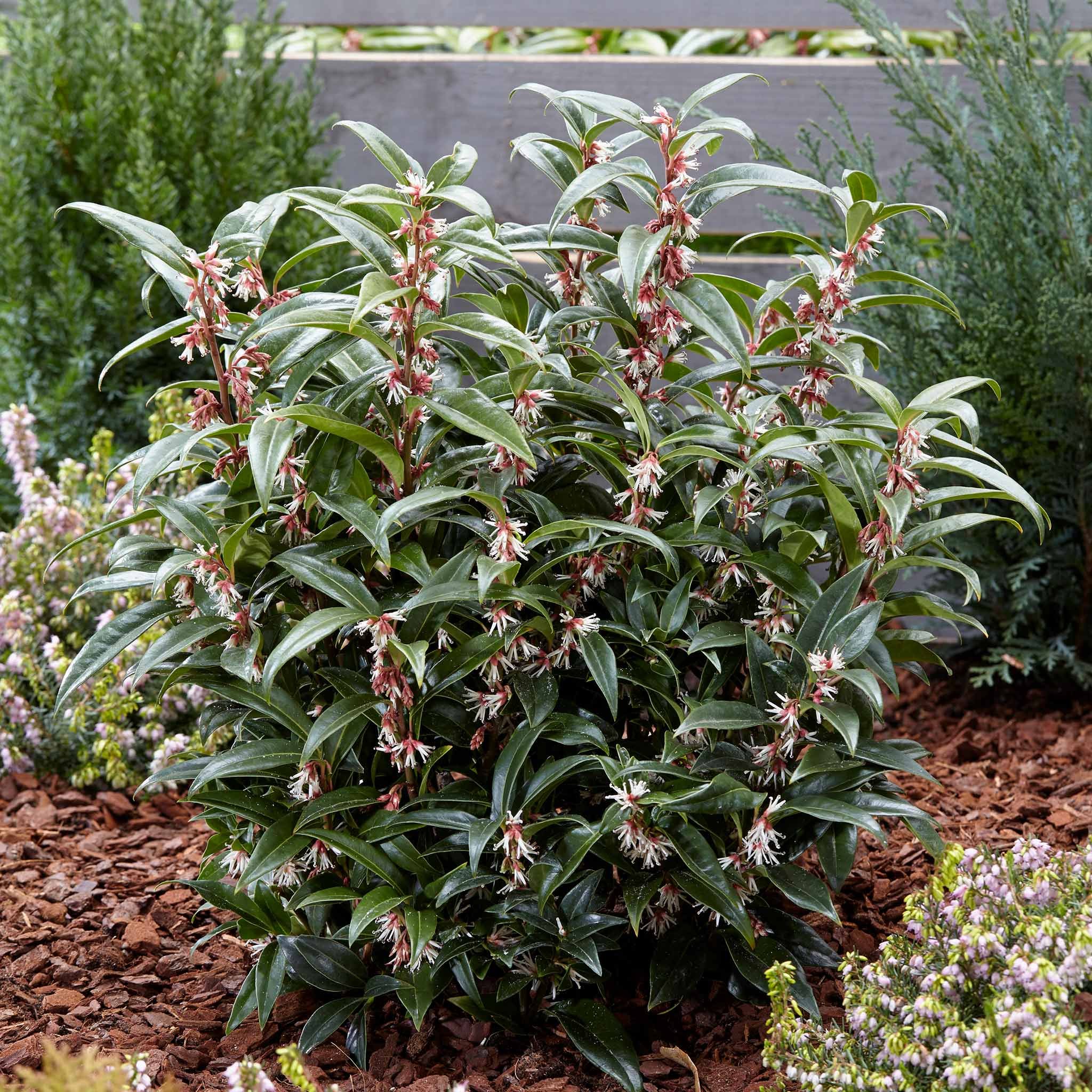 Marshalls Garden Sarcococca Hookeriana 'Winter Gem' - 3 x 9cm Plants