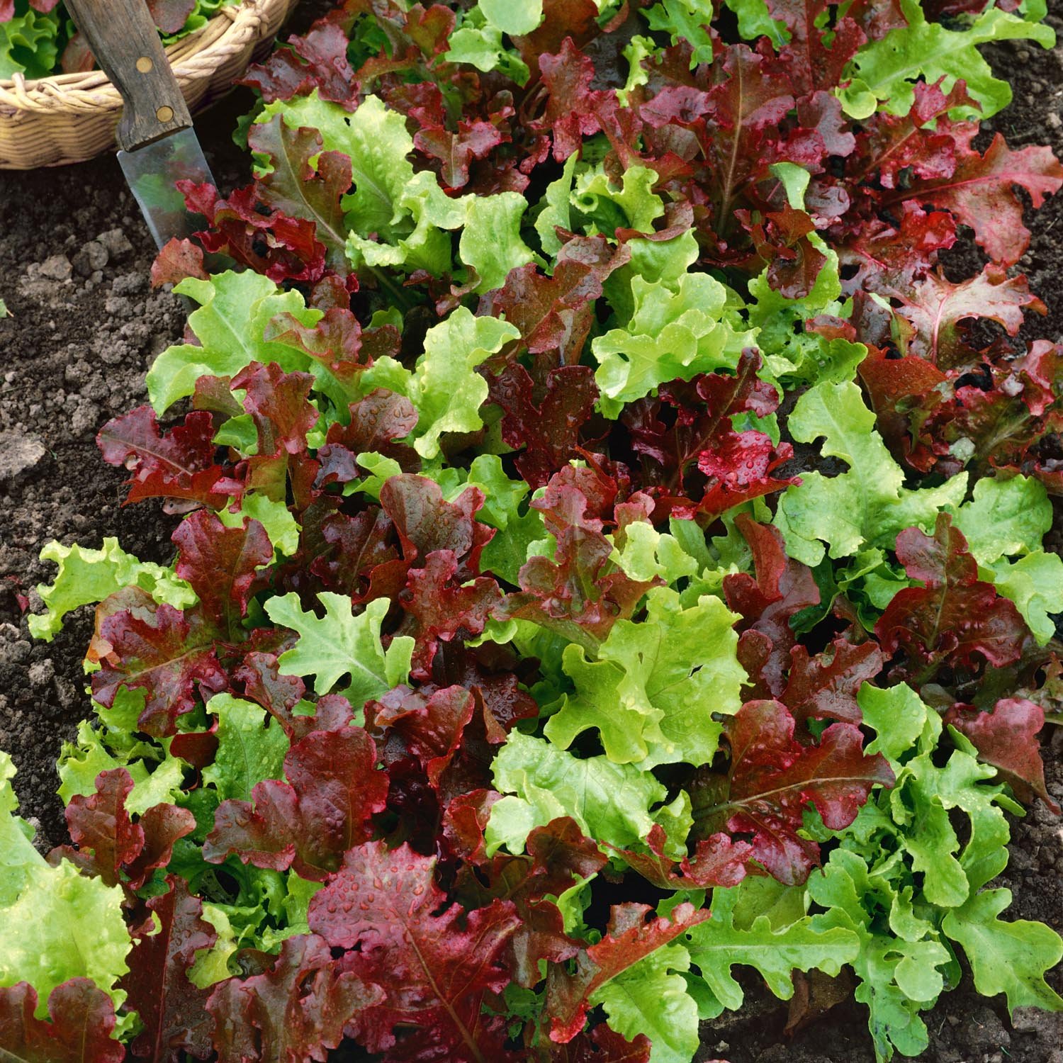 Marshalls Garden Salad Bowl Mix Lettuce -1500 Seeds