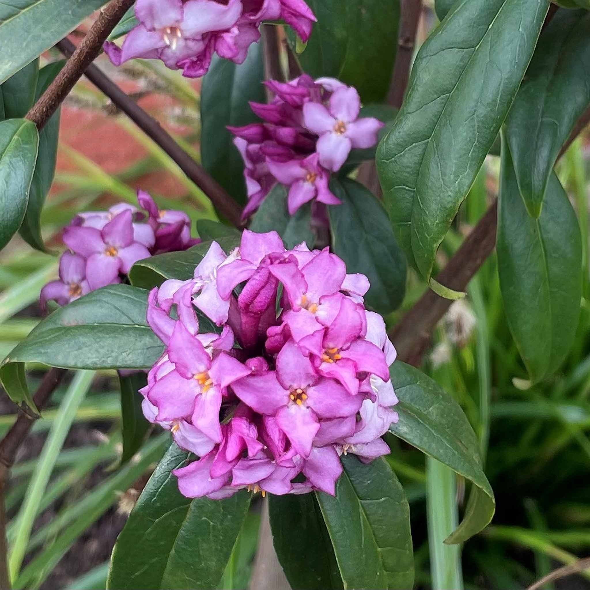 Marshalls Garden Daphne 'Mary Rose' -  9cm Plant