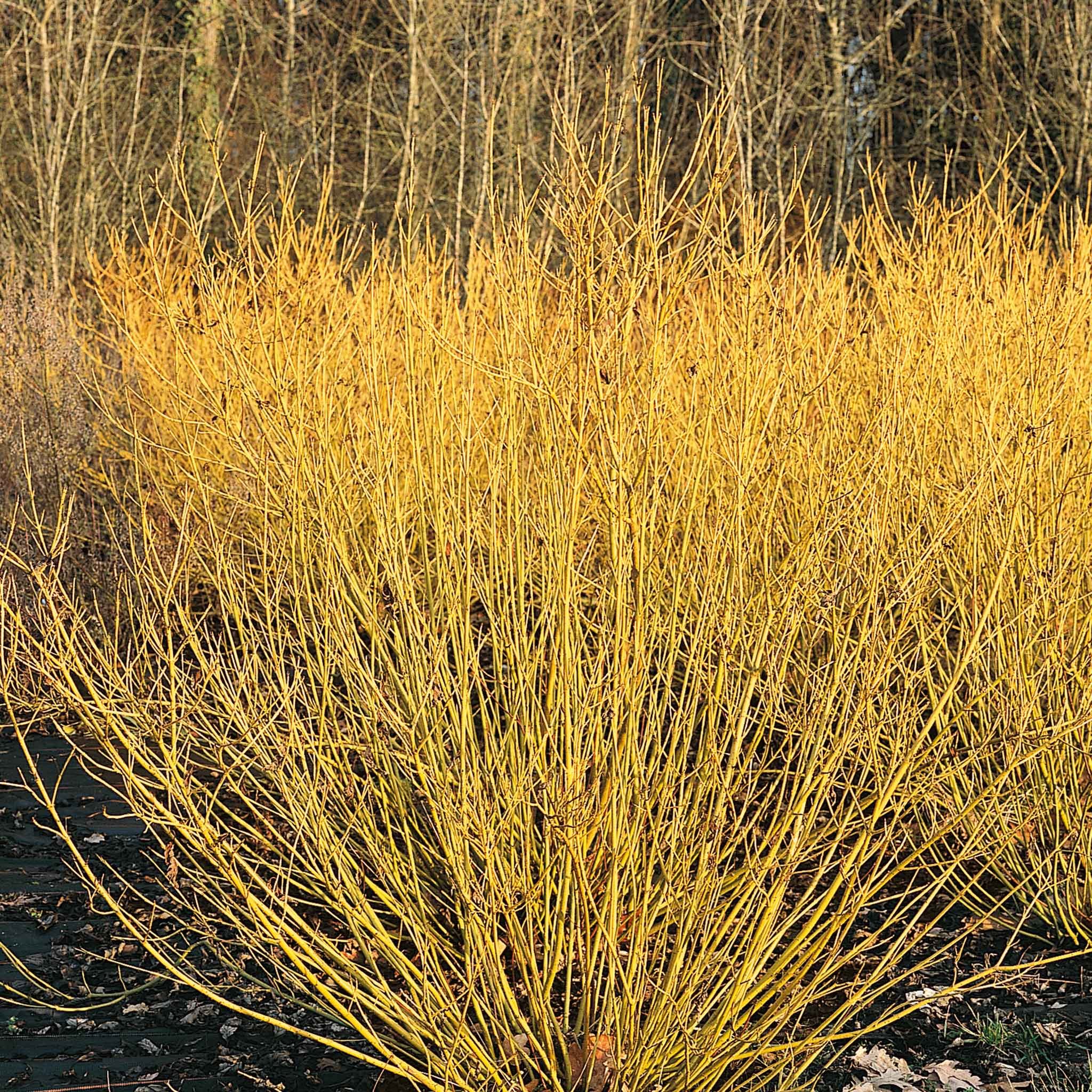 Marshalls Garden Cornus Stolonifera 'Flaviramea' - 3 x 9cm Plants