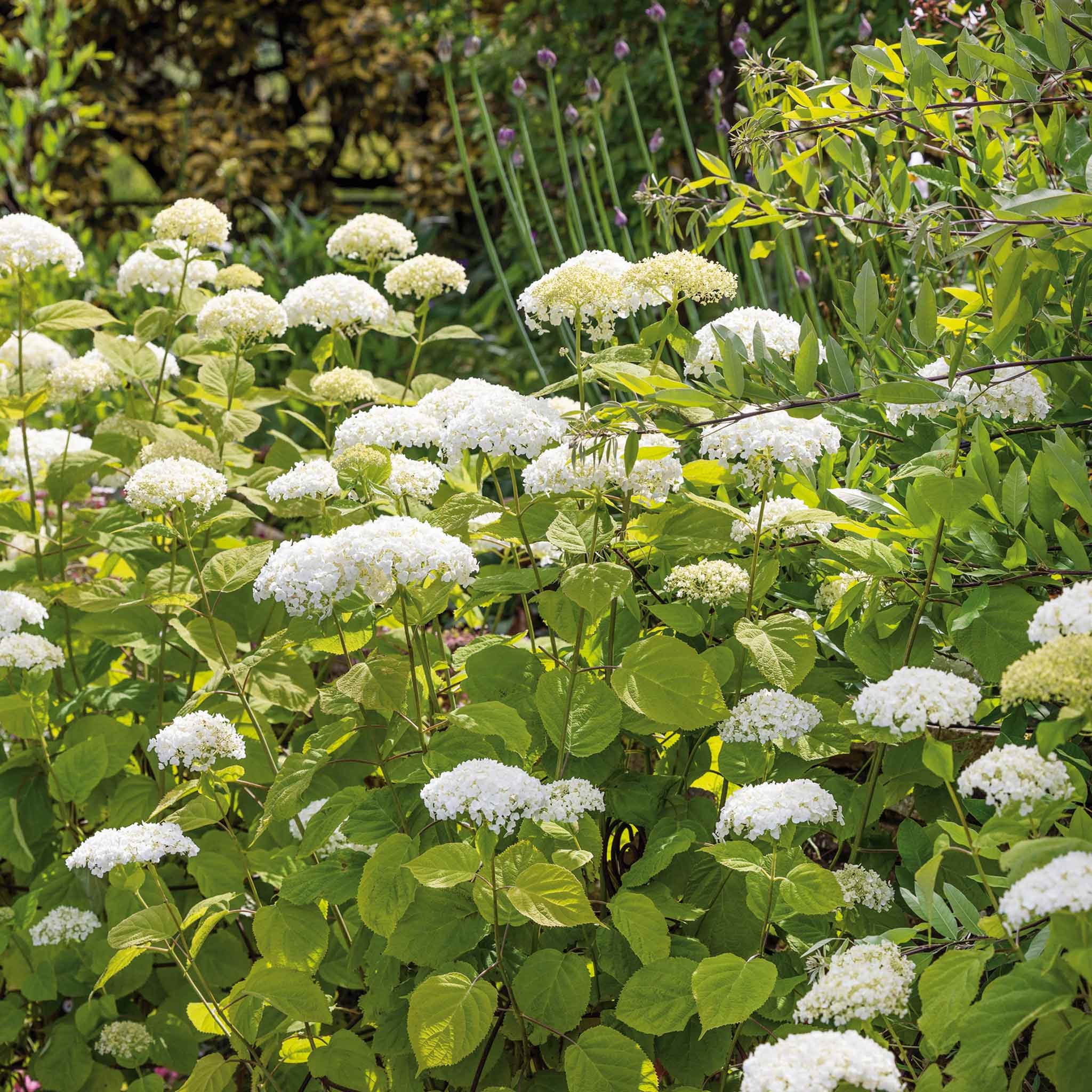 Marshalls Garden Hydrangea 'Strong Annabelle'