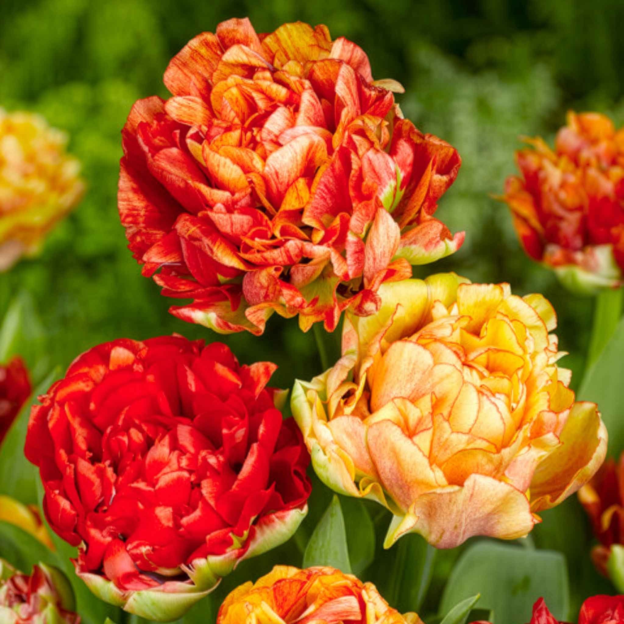 Marshalls Garden Tulip 'Gudoshnik Double' - 10 Bulbs