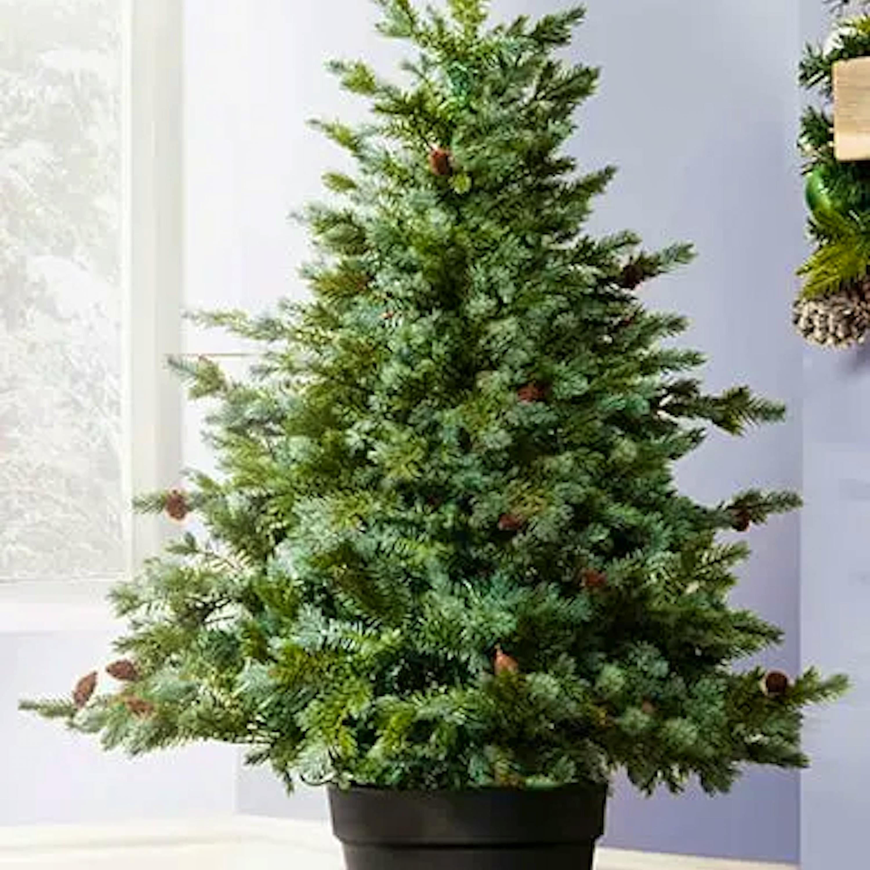 Christmas Tree World 4ft Cairngorm Pine Outdoor Potted Tree
