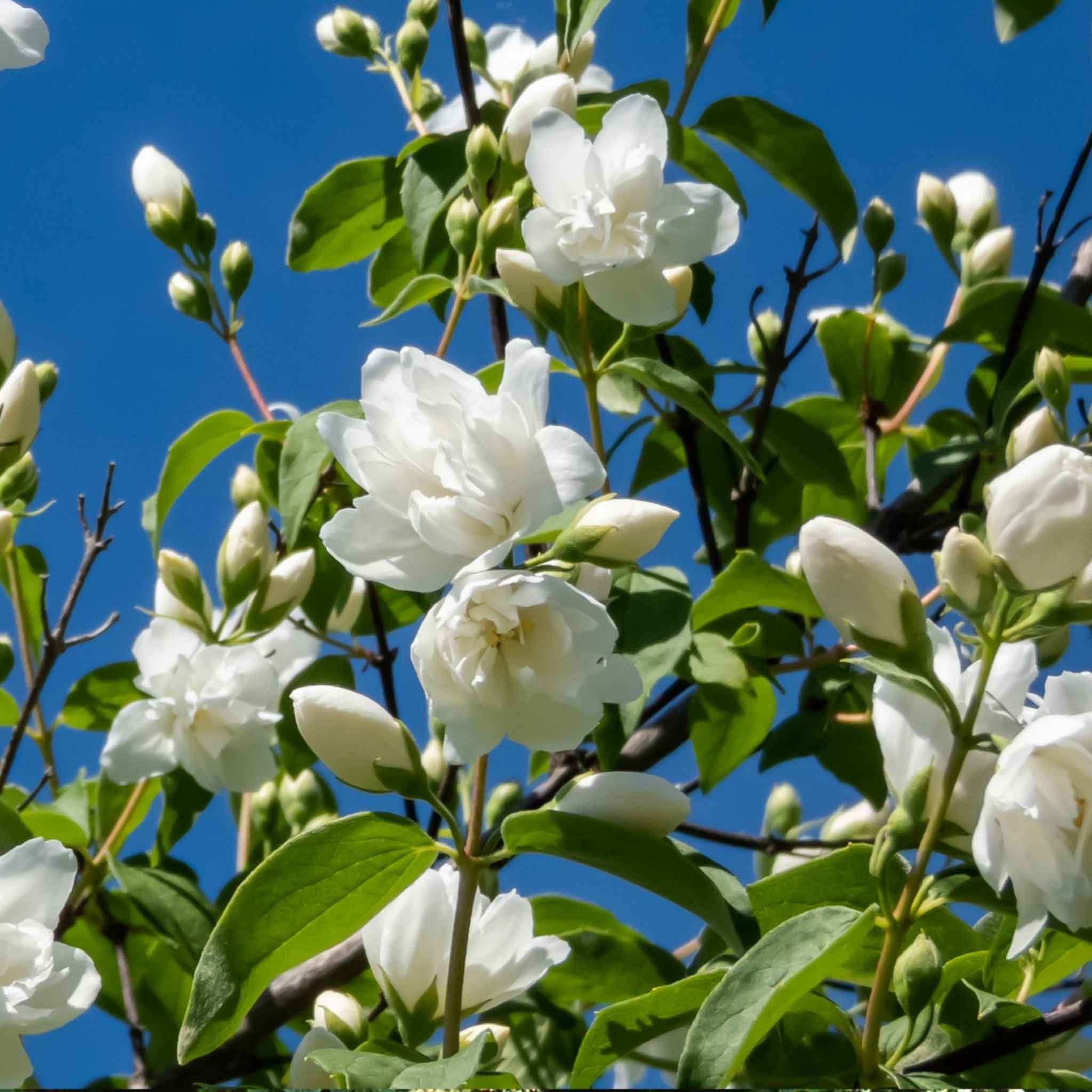 Marshalls Garden Philadelphus 'Virginal' Fragrant White Shrub - 9cm Plant