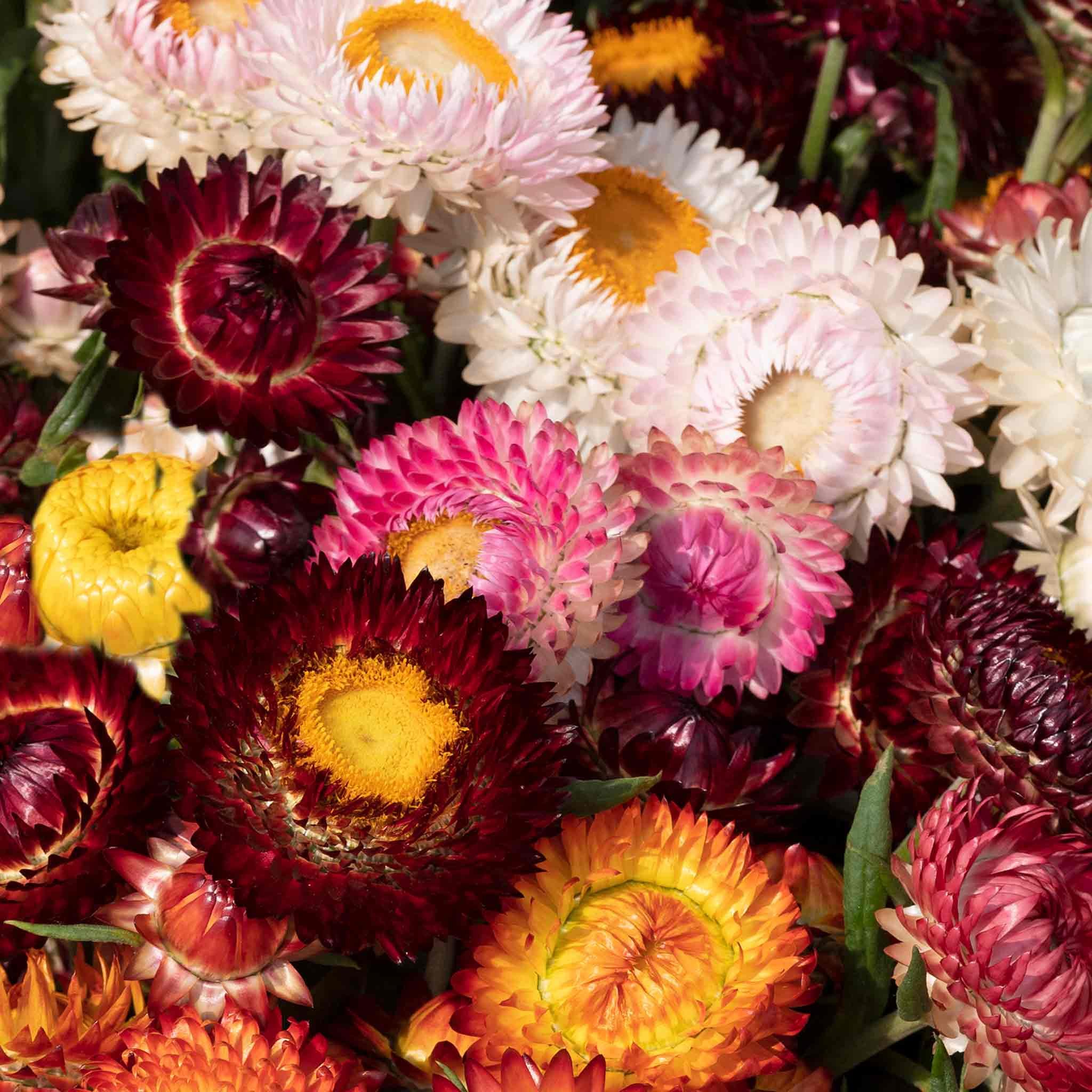 Unwins Strawflower Seeds 'King Size' - 250 Seeds