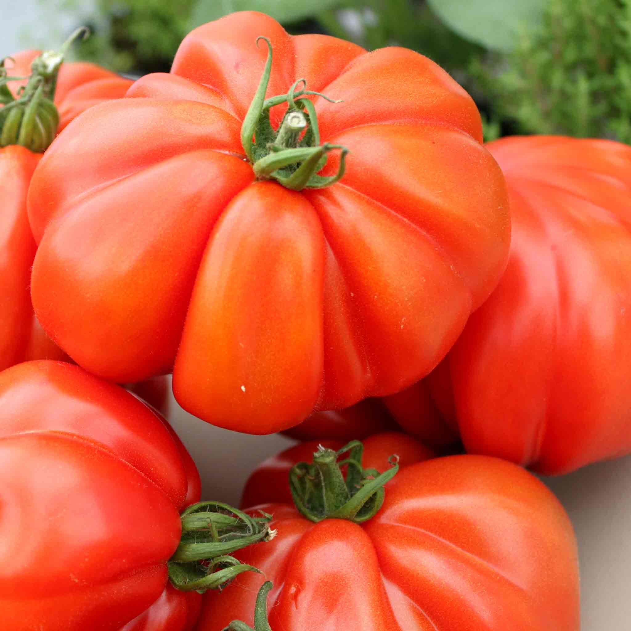 Marshalls Garden Tomato Seeds Corazon F1 Oxheart Beefsteak Variety  -5 Seeds