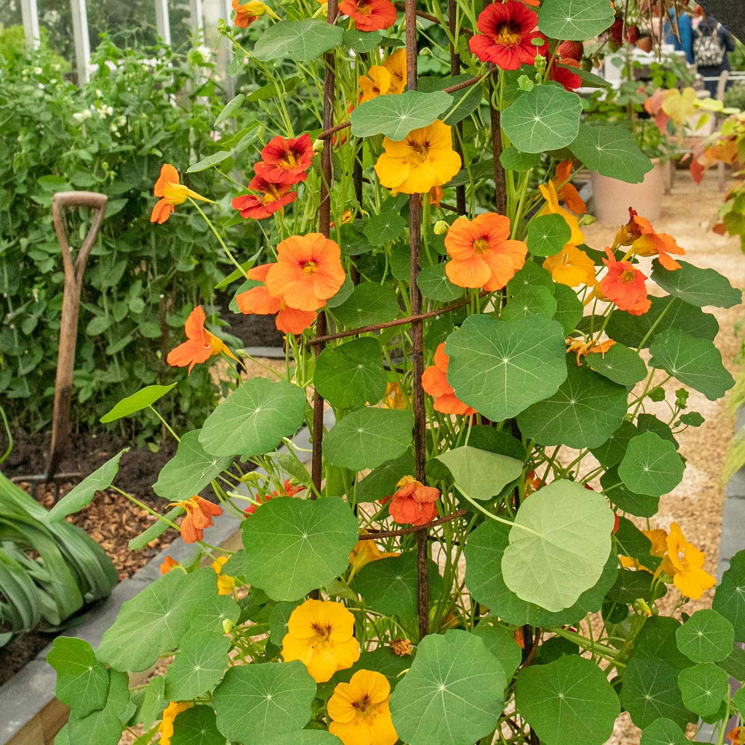 Unwins Nasturtium Seeds 'Whirlybird Mix' - 30 Seeds